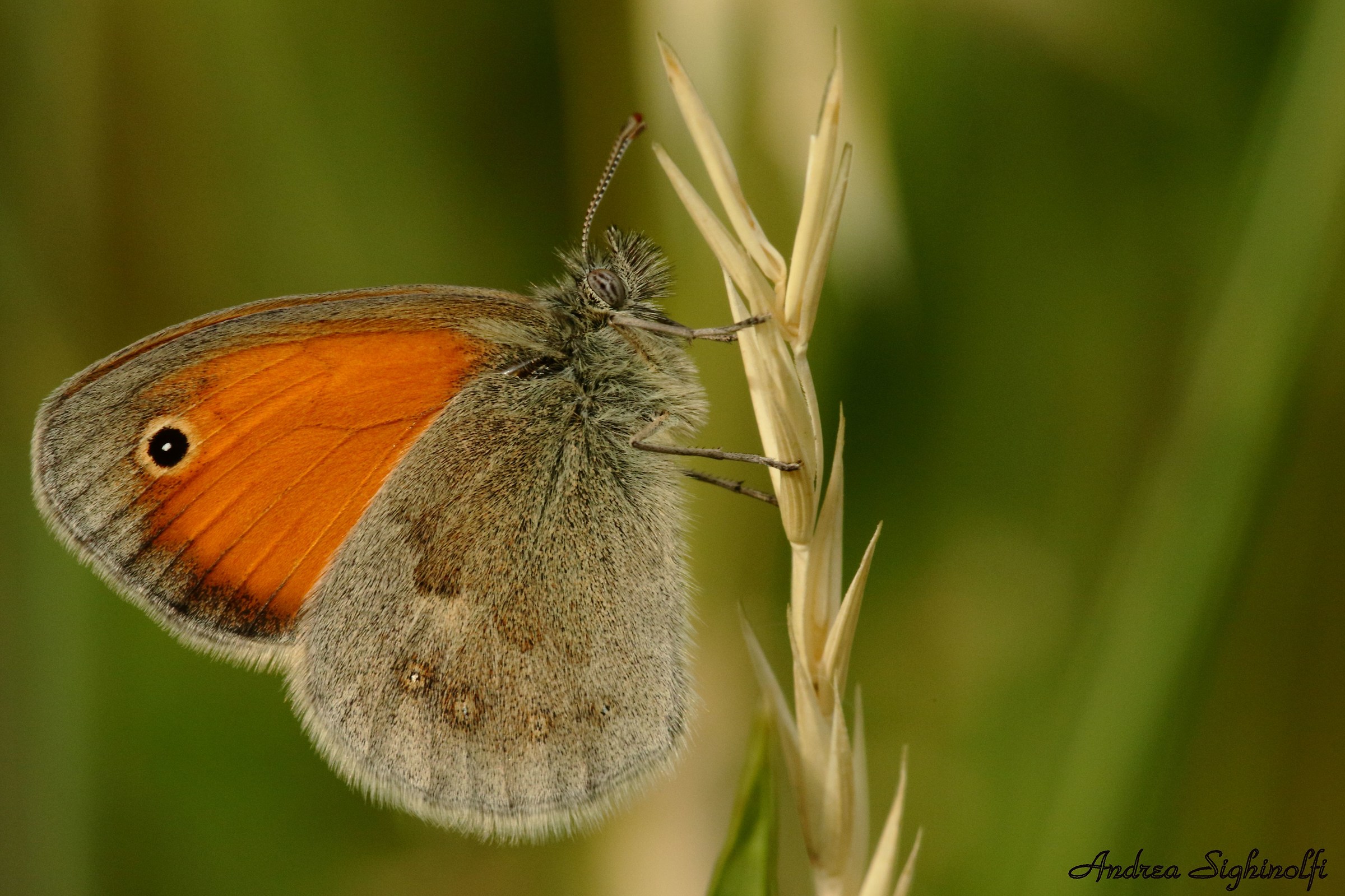 Panfila (Coenonympha pamphilus)