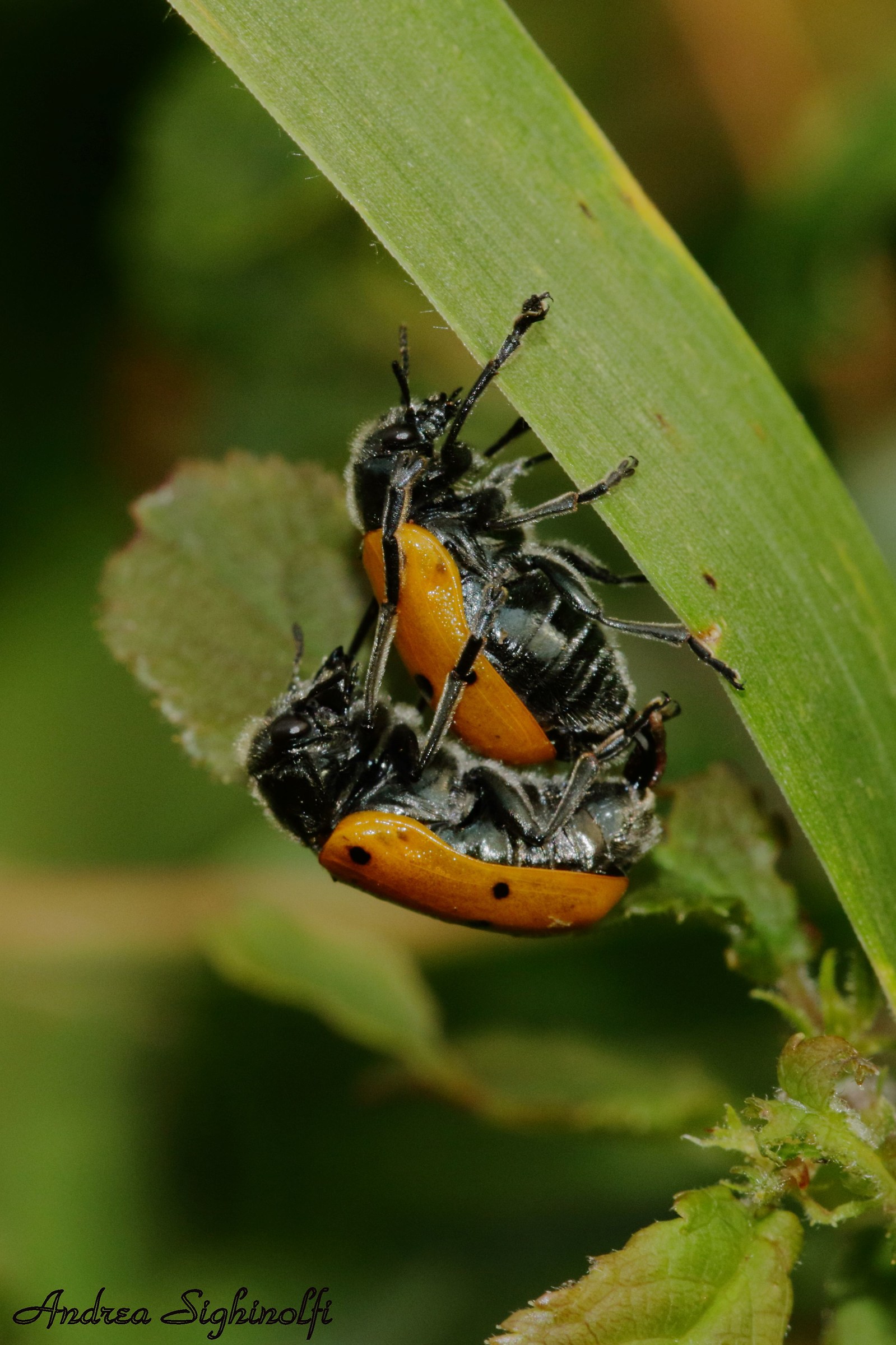 Lacnea by six points