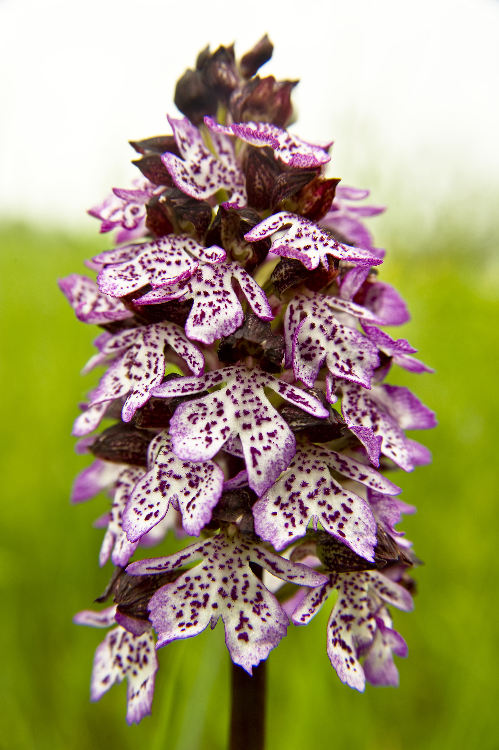 Orchis purpurea