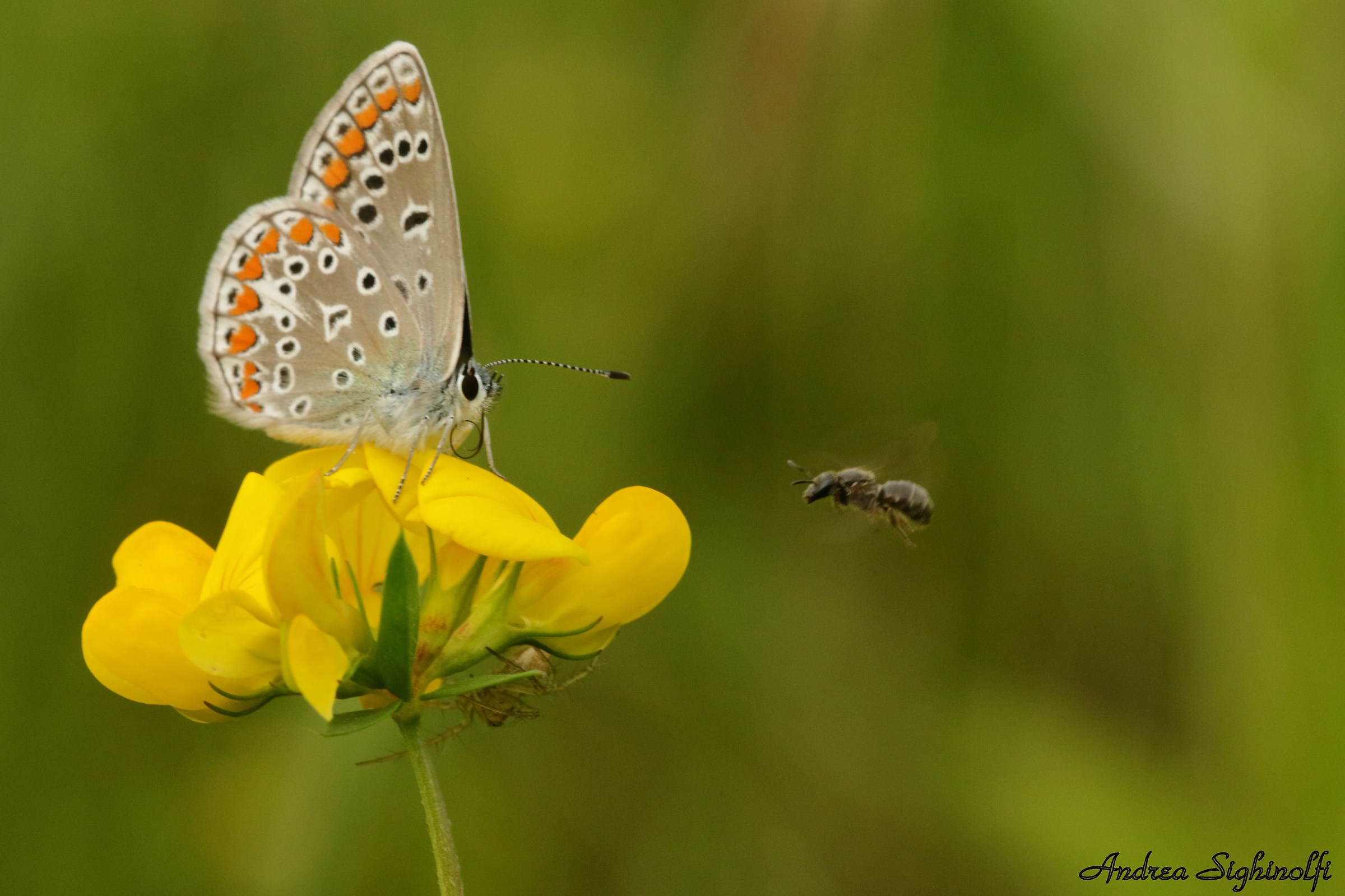 Icarus (Polyommatus icarus)