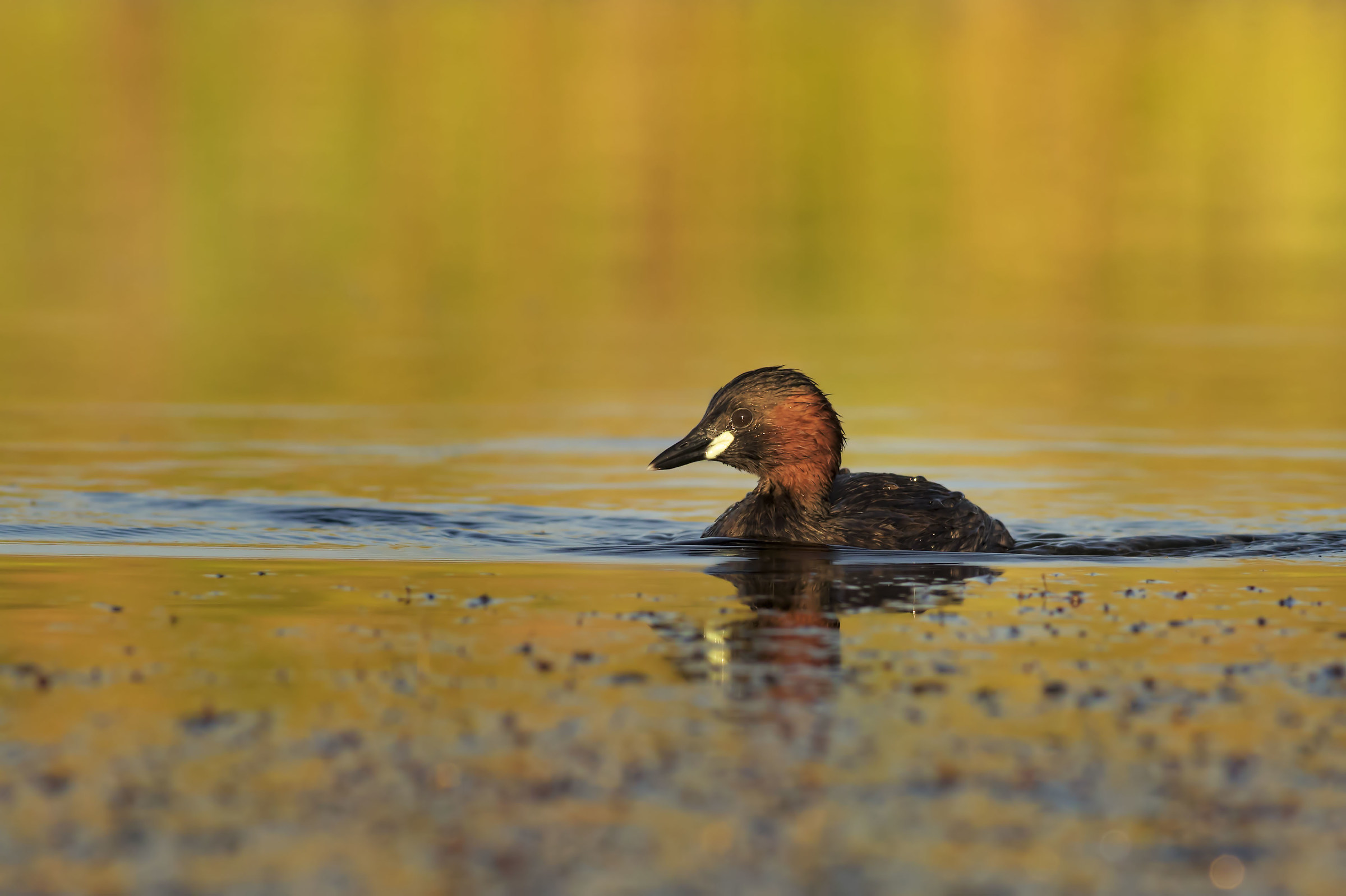 Little grebe