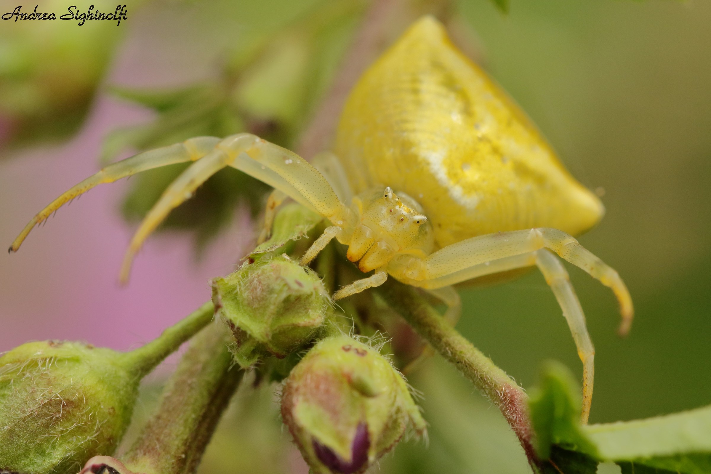 Ragno Granchio giallo