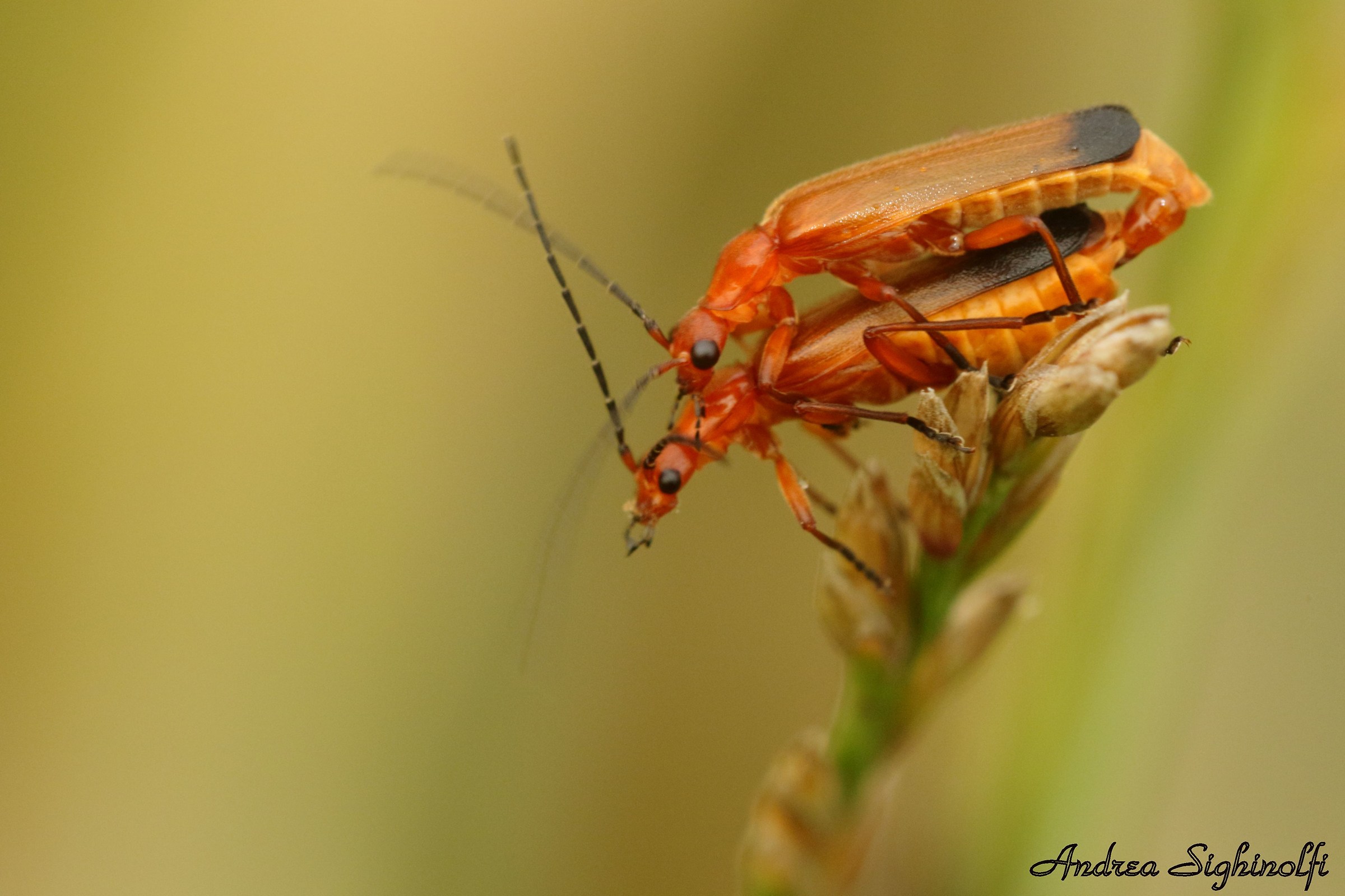 Red Soldier Beetle