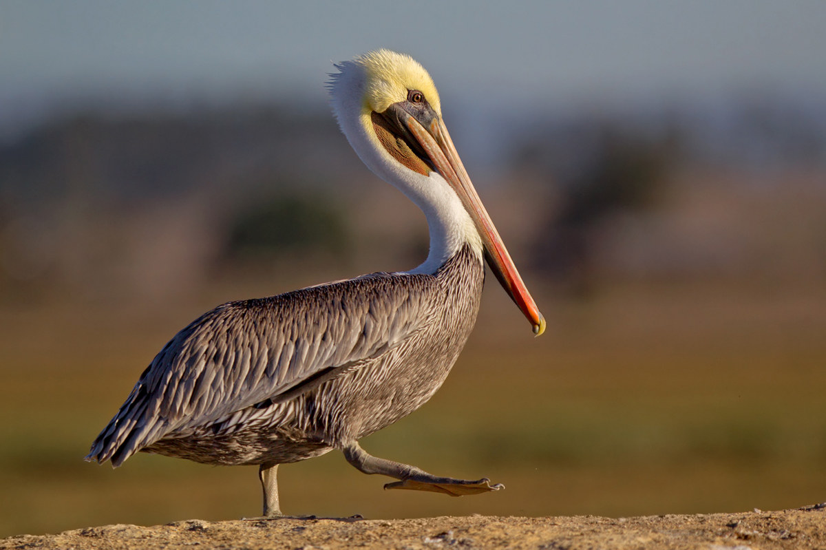Pelecanus occidentalis californicus