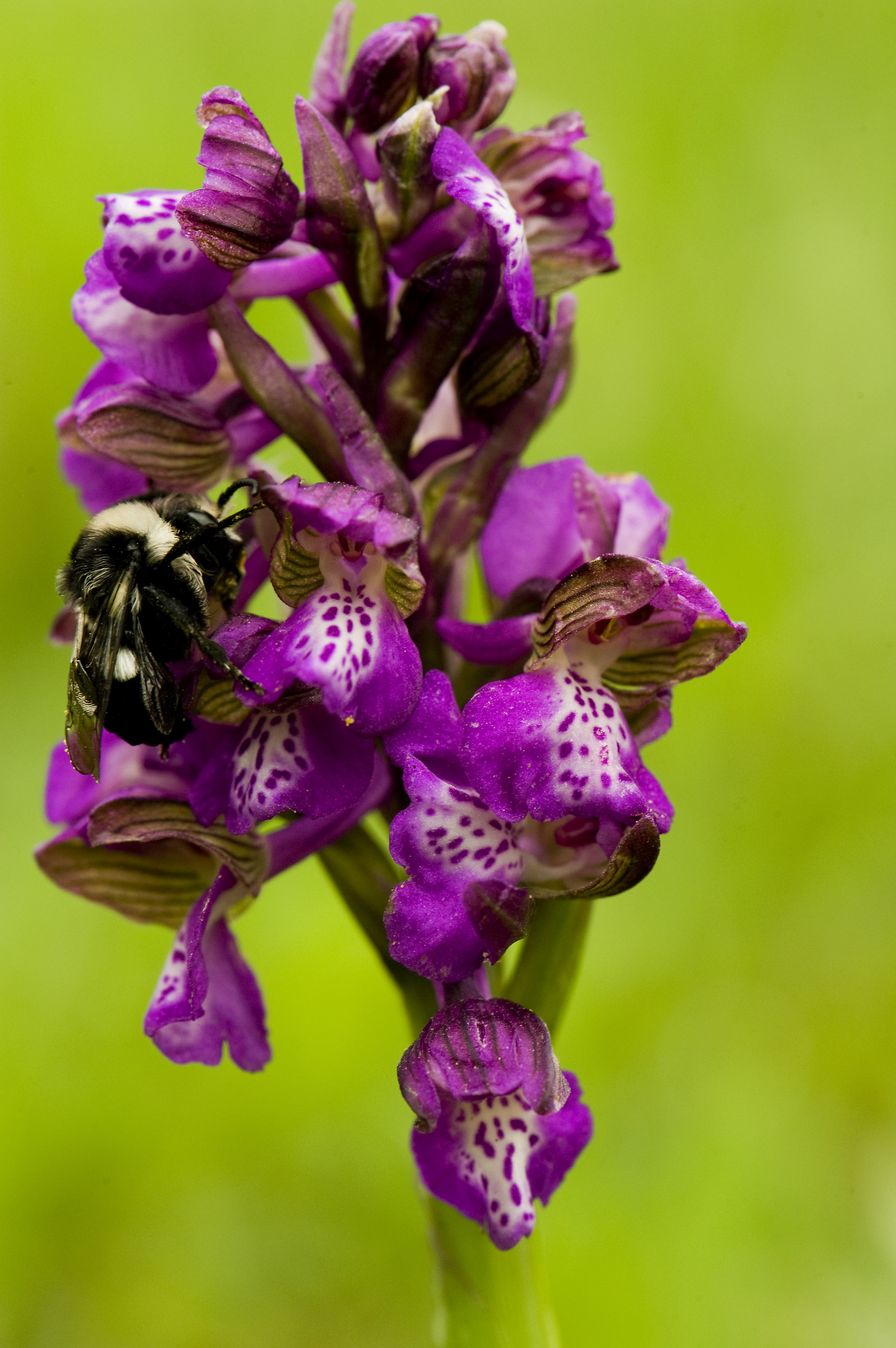 Orchis morio