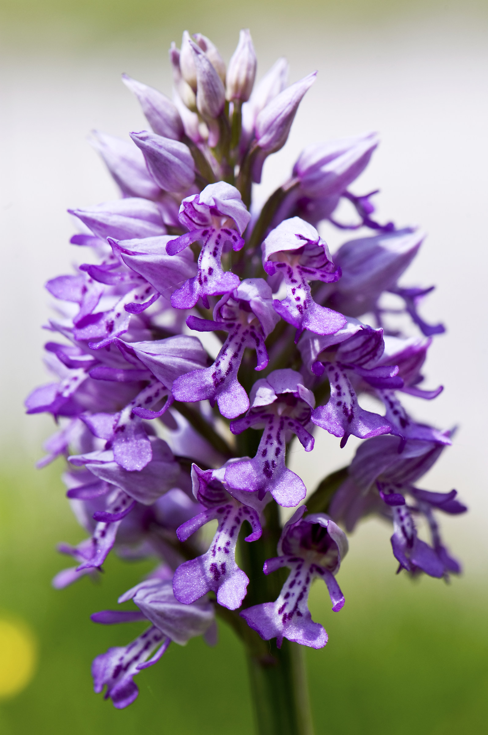 Orchis militaris