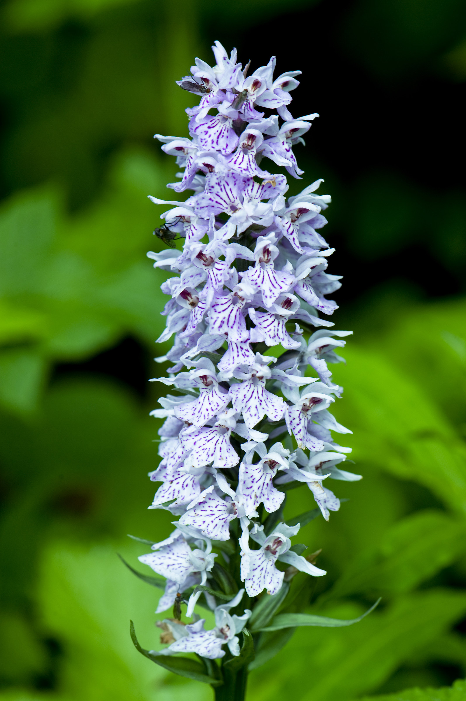 Orchis maculata
