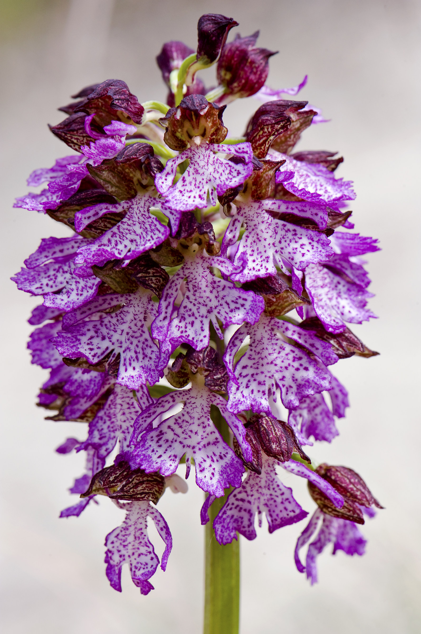 Orchis purpurea