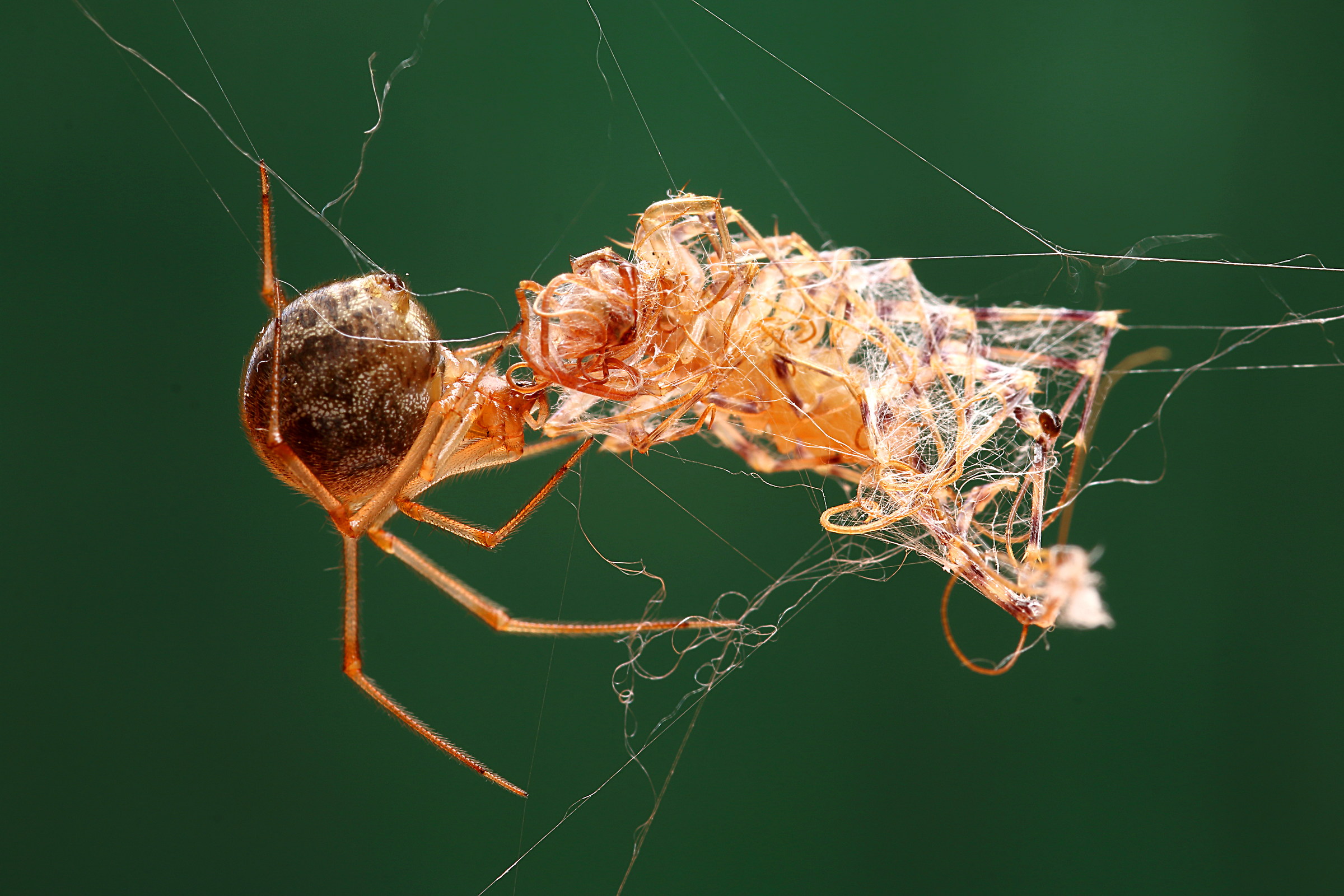 The network of spider