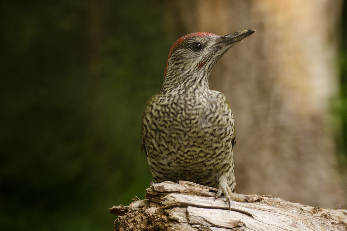 t finally I photographed