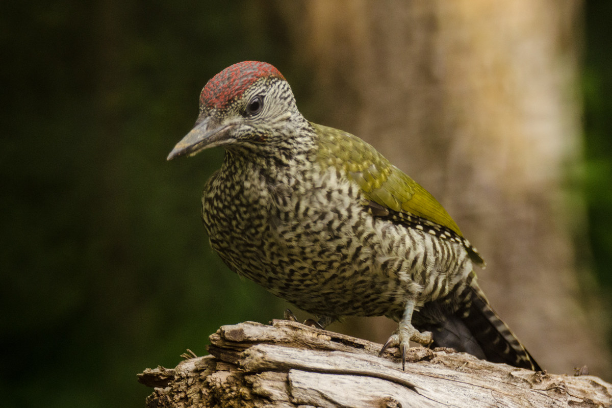 t finally I photographed