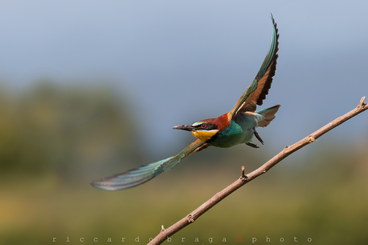 Bee Eater