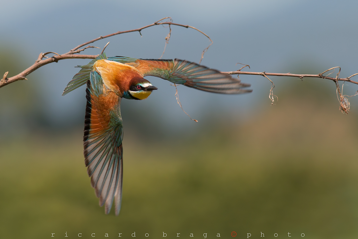 Bee-eater.