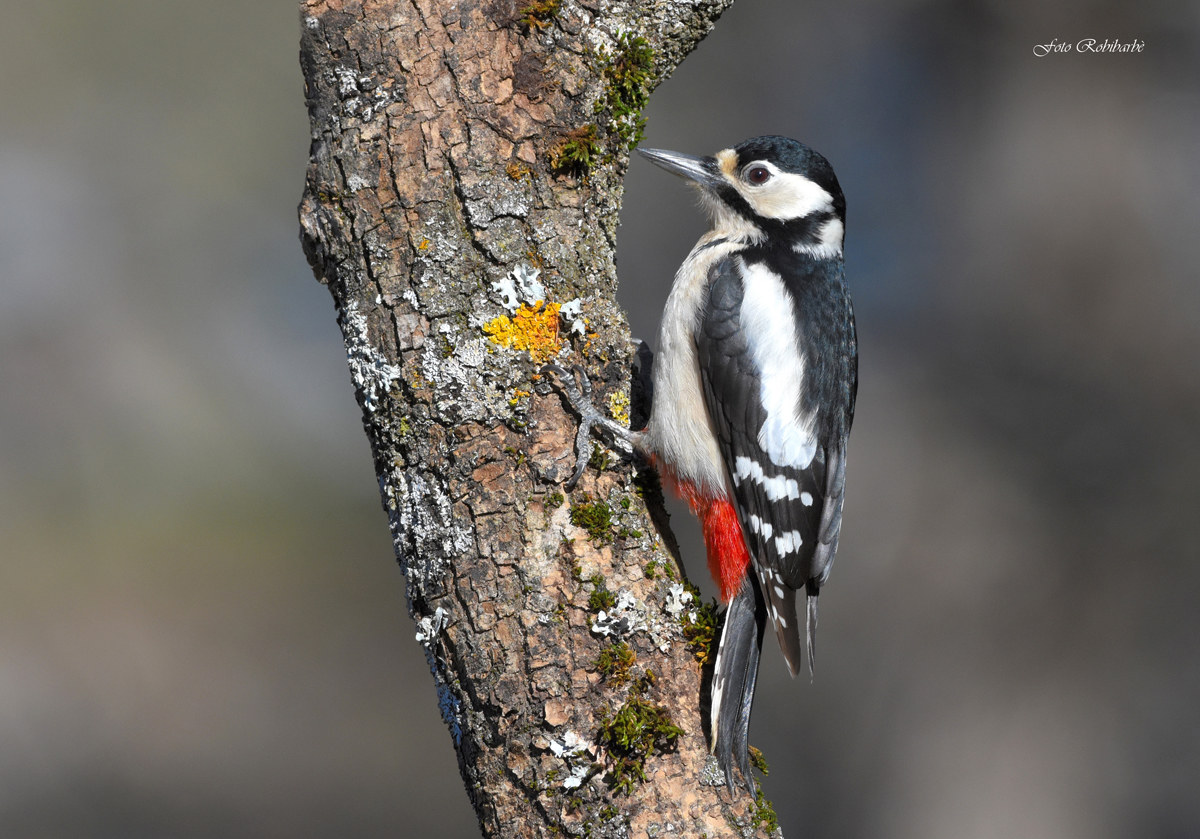 Picchio rosso maggiore...