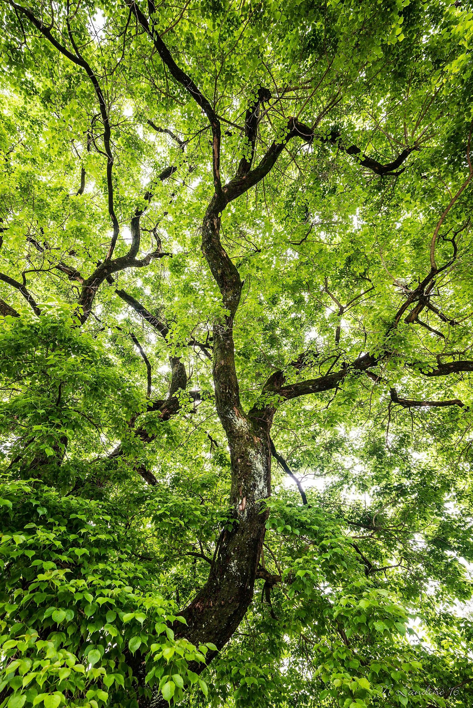 Davidia Involucrata, particolare