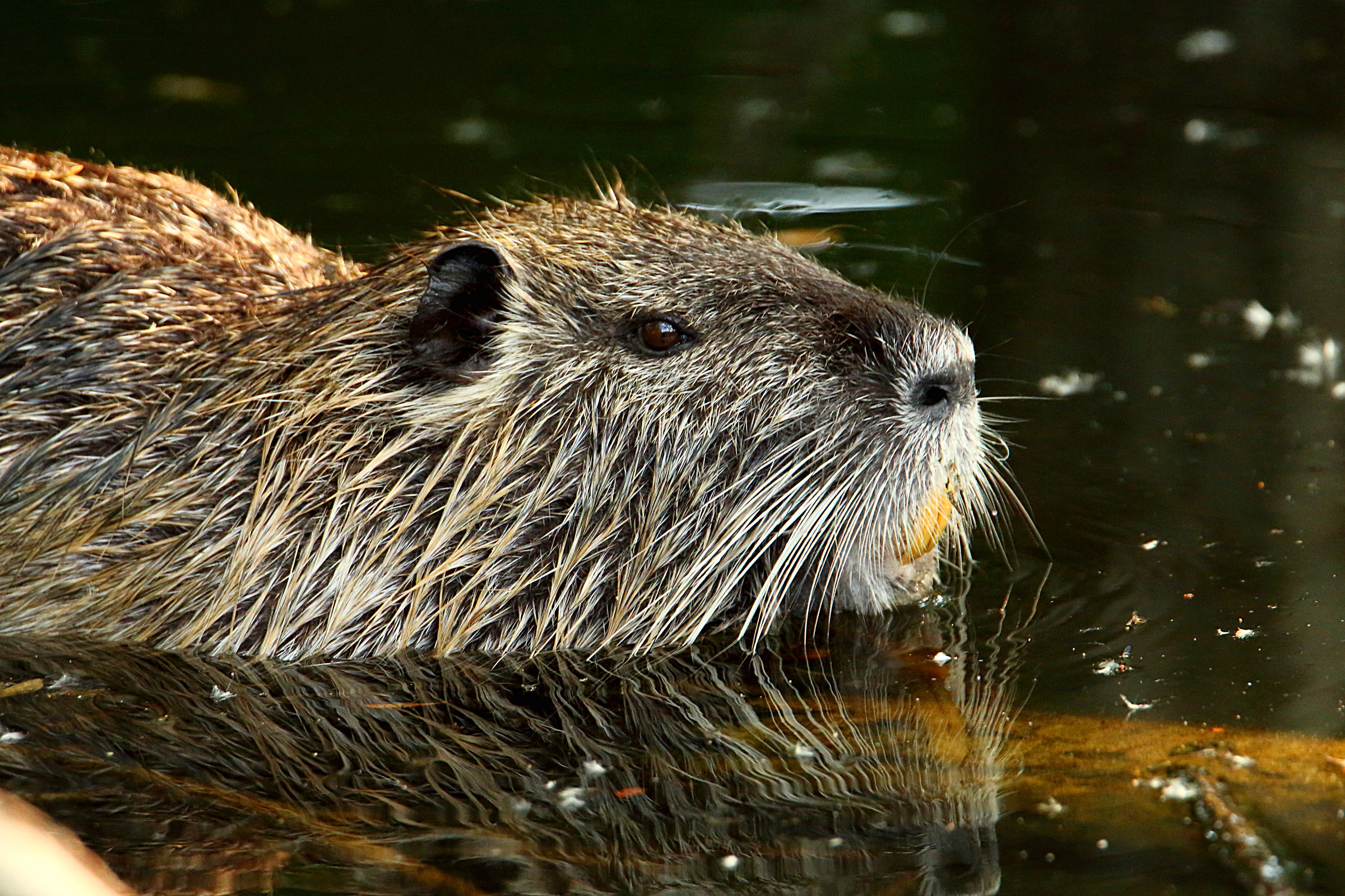 Nutria