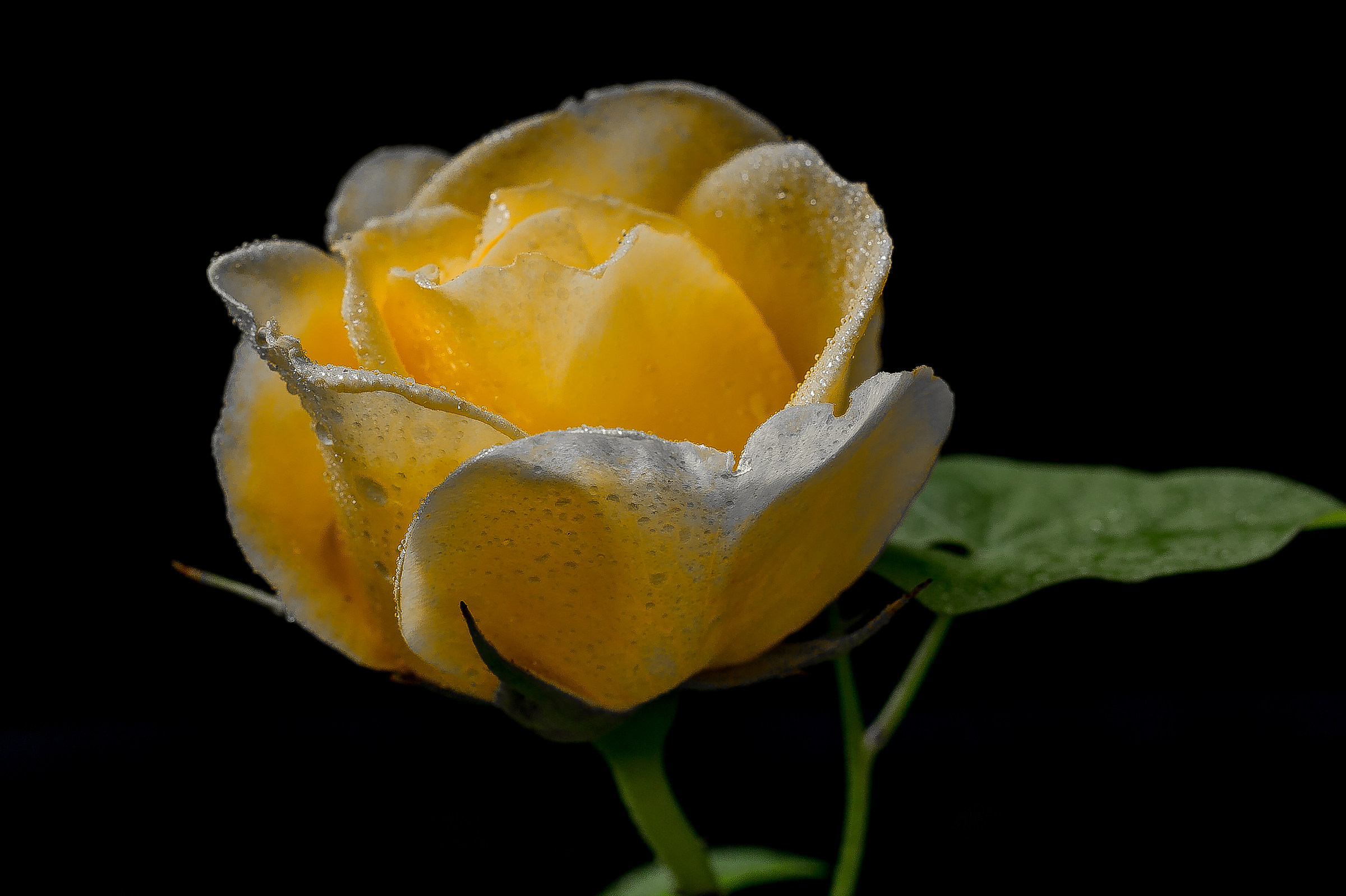 Bud of yellow rose