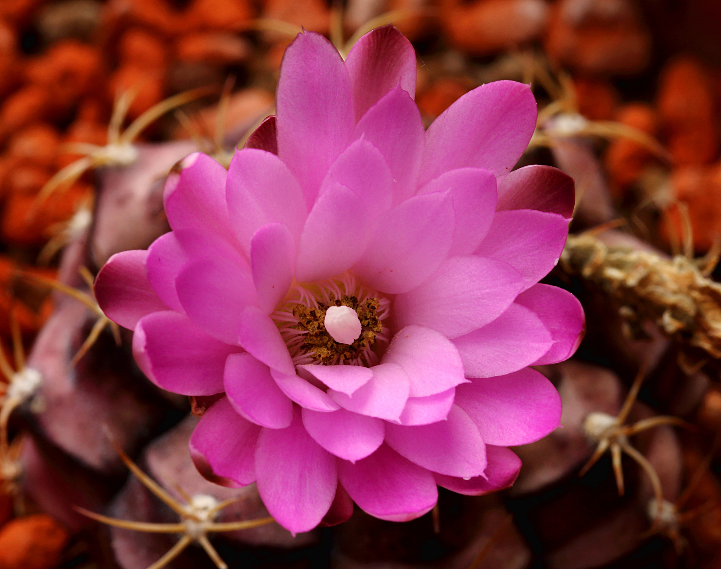 Cactus Flower