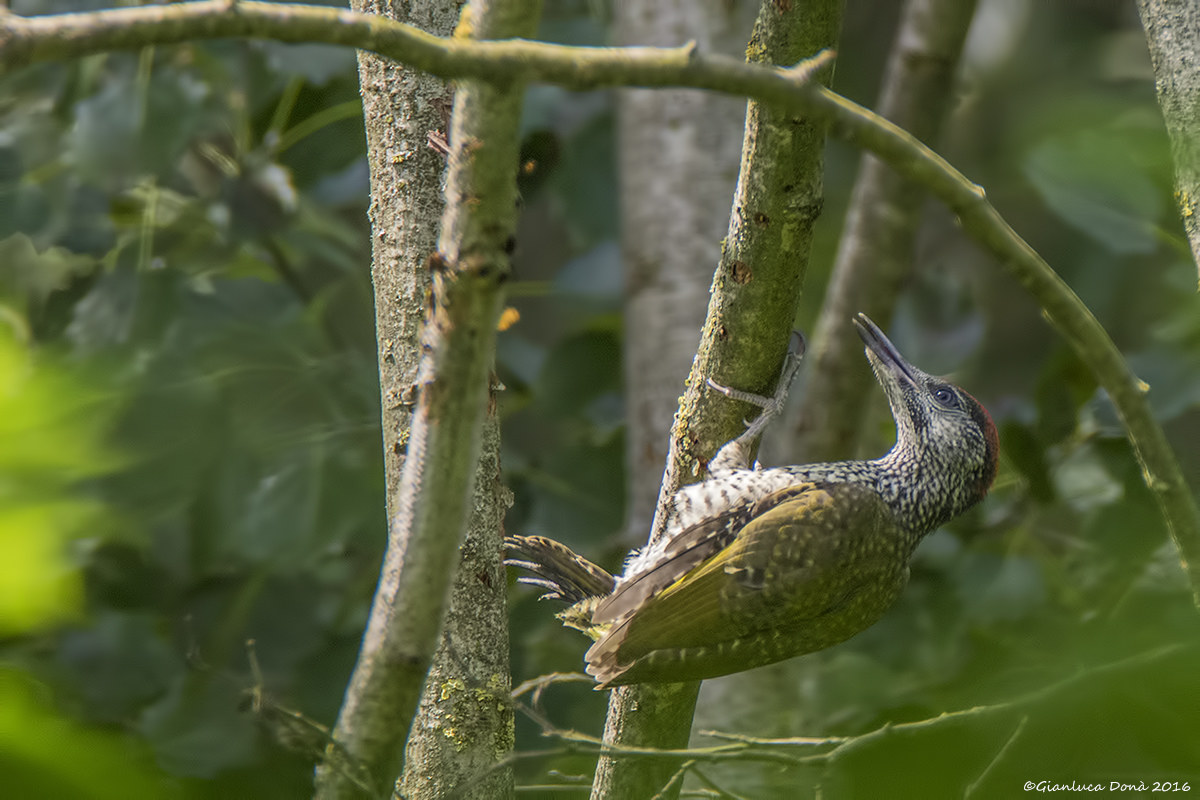 Picus viridis L. 1758