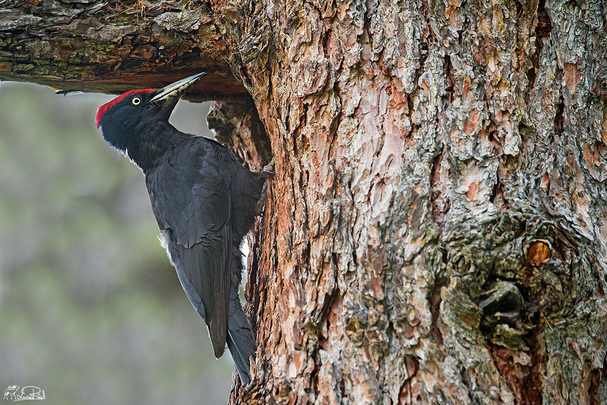 black woodpecker
