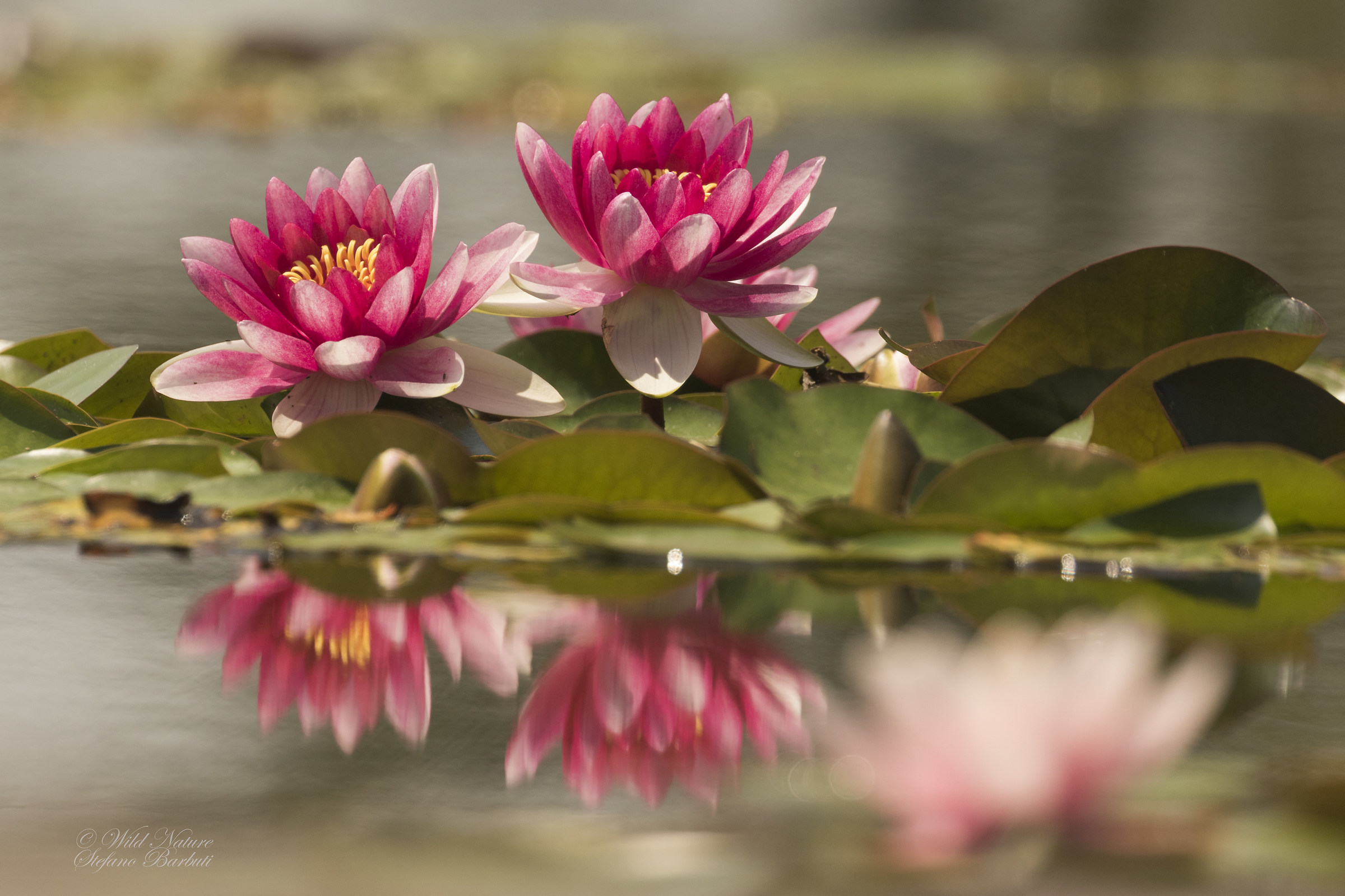 Tavolozza di colori....