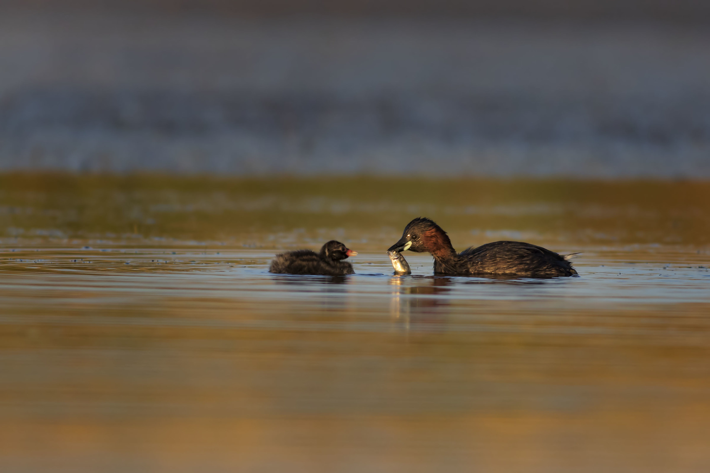 Little Grebe with offspring