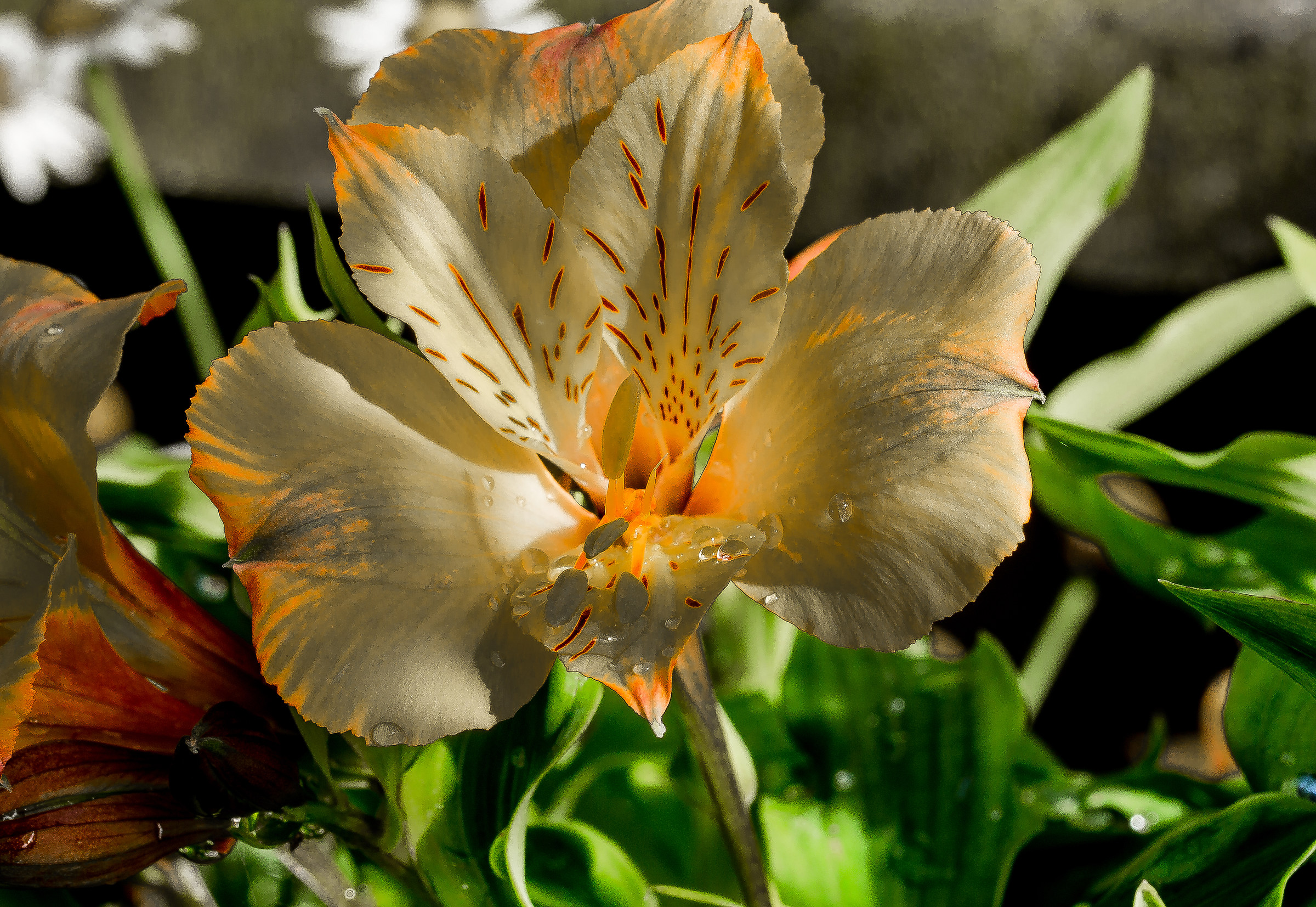 Alstroemeria
