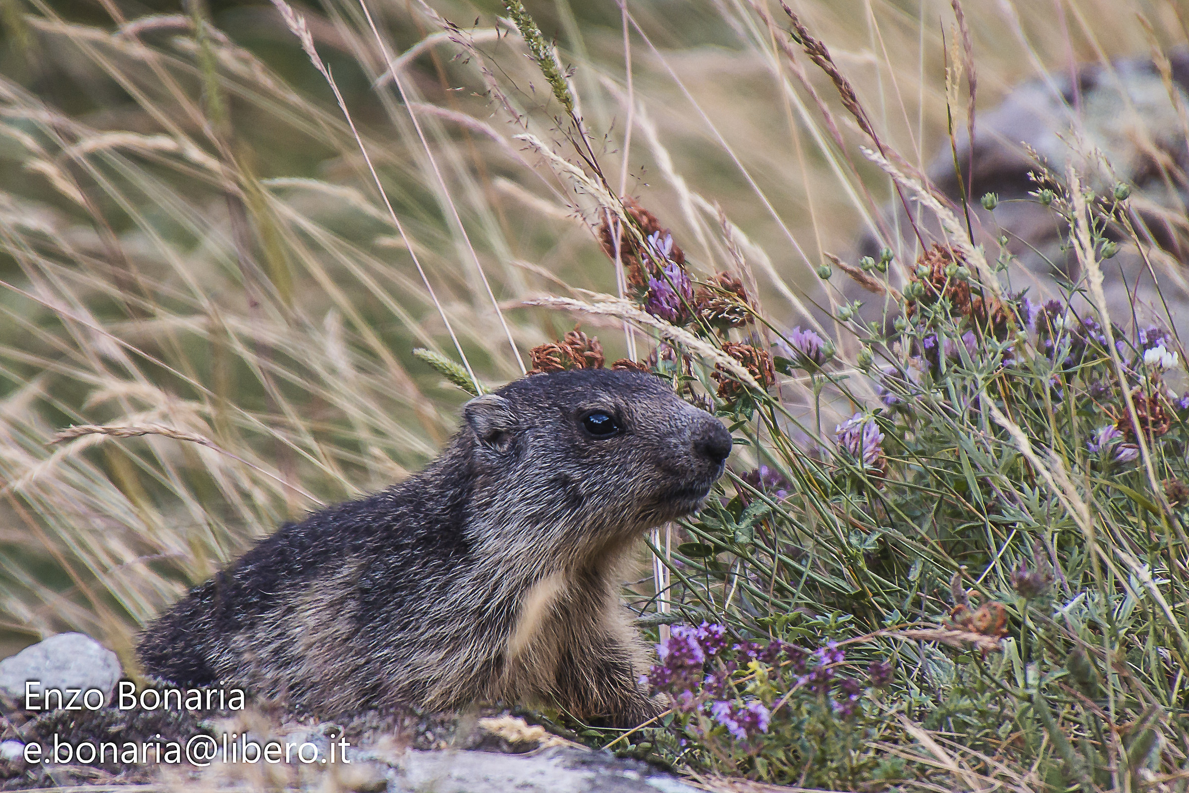 Marmotta