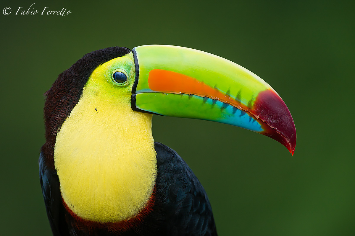 Portrait of Keel-Billed Toucan