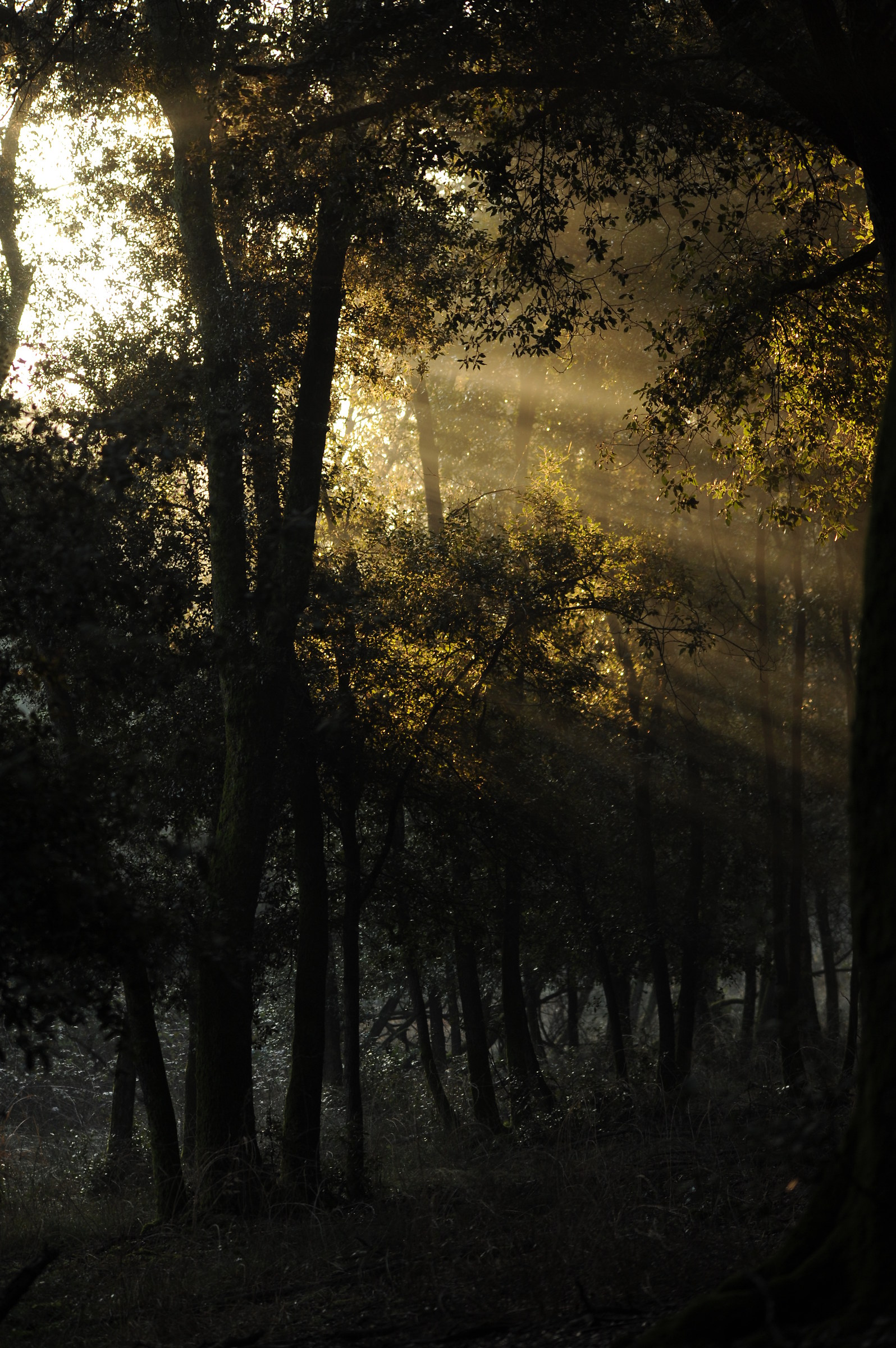 Quando la luce filtra