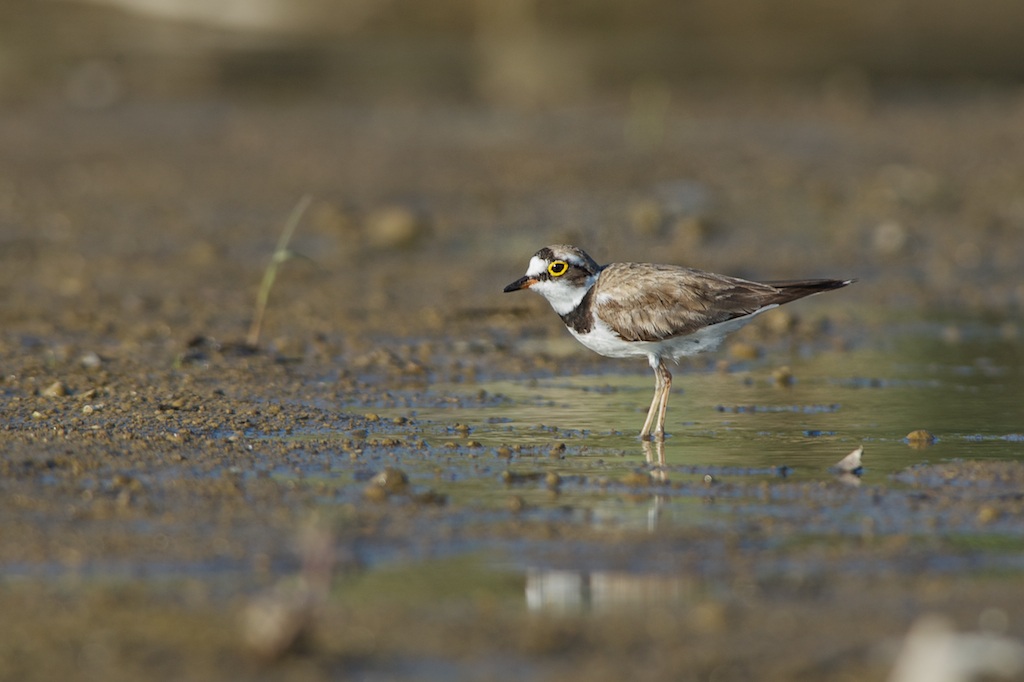 Little Ringed Plover