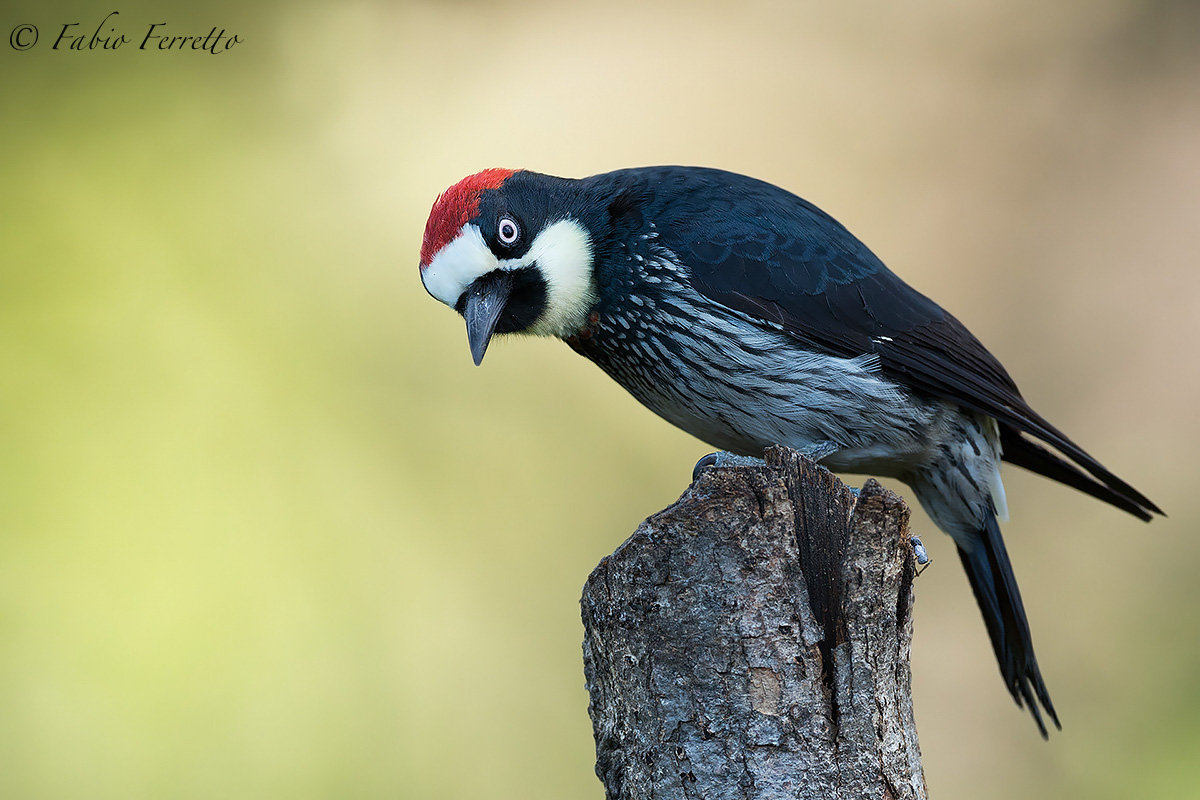 acorn woodpecker