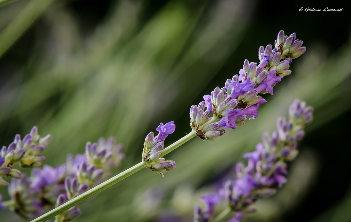 profumo di lavanda...