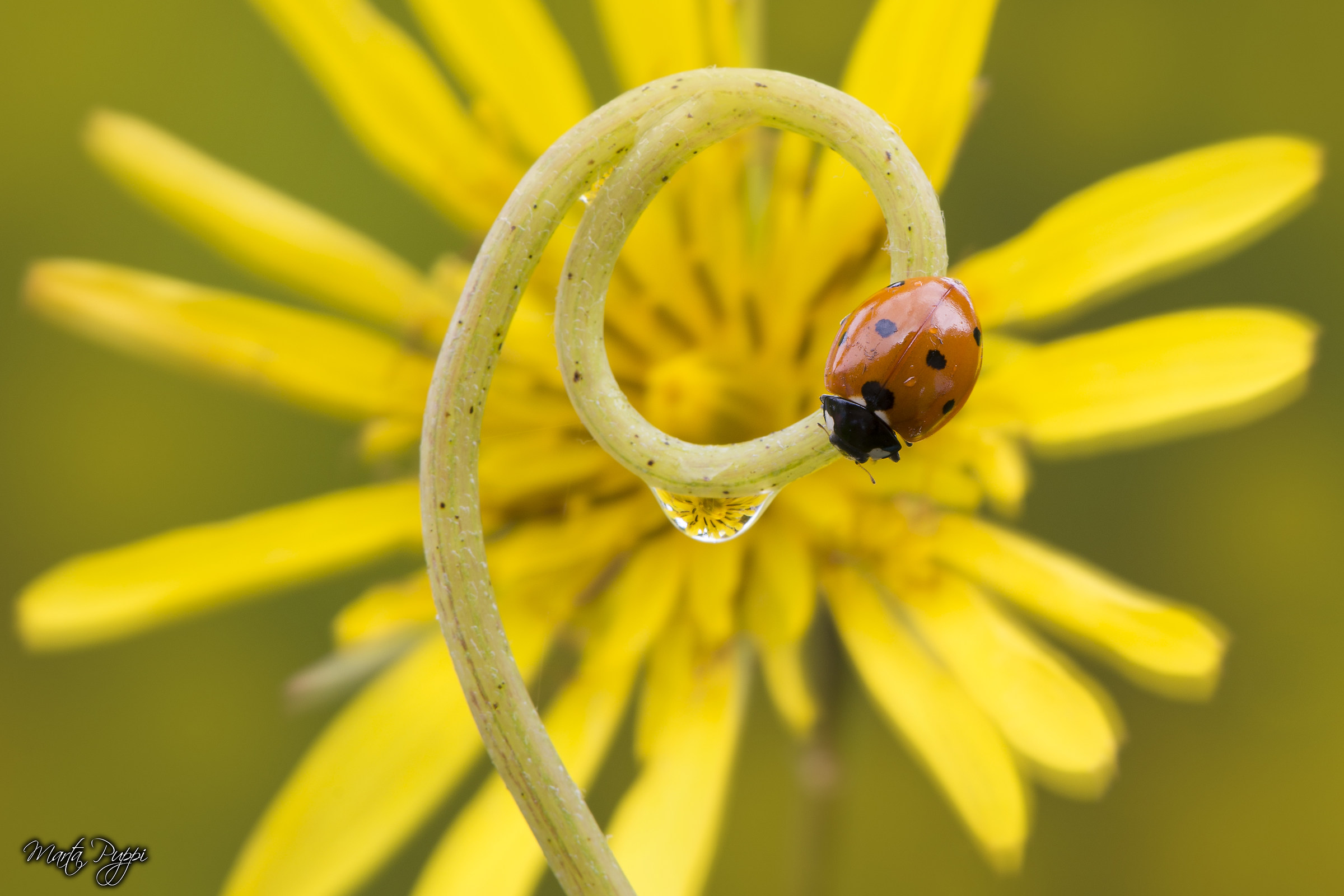 Ladybug in yellow
