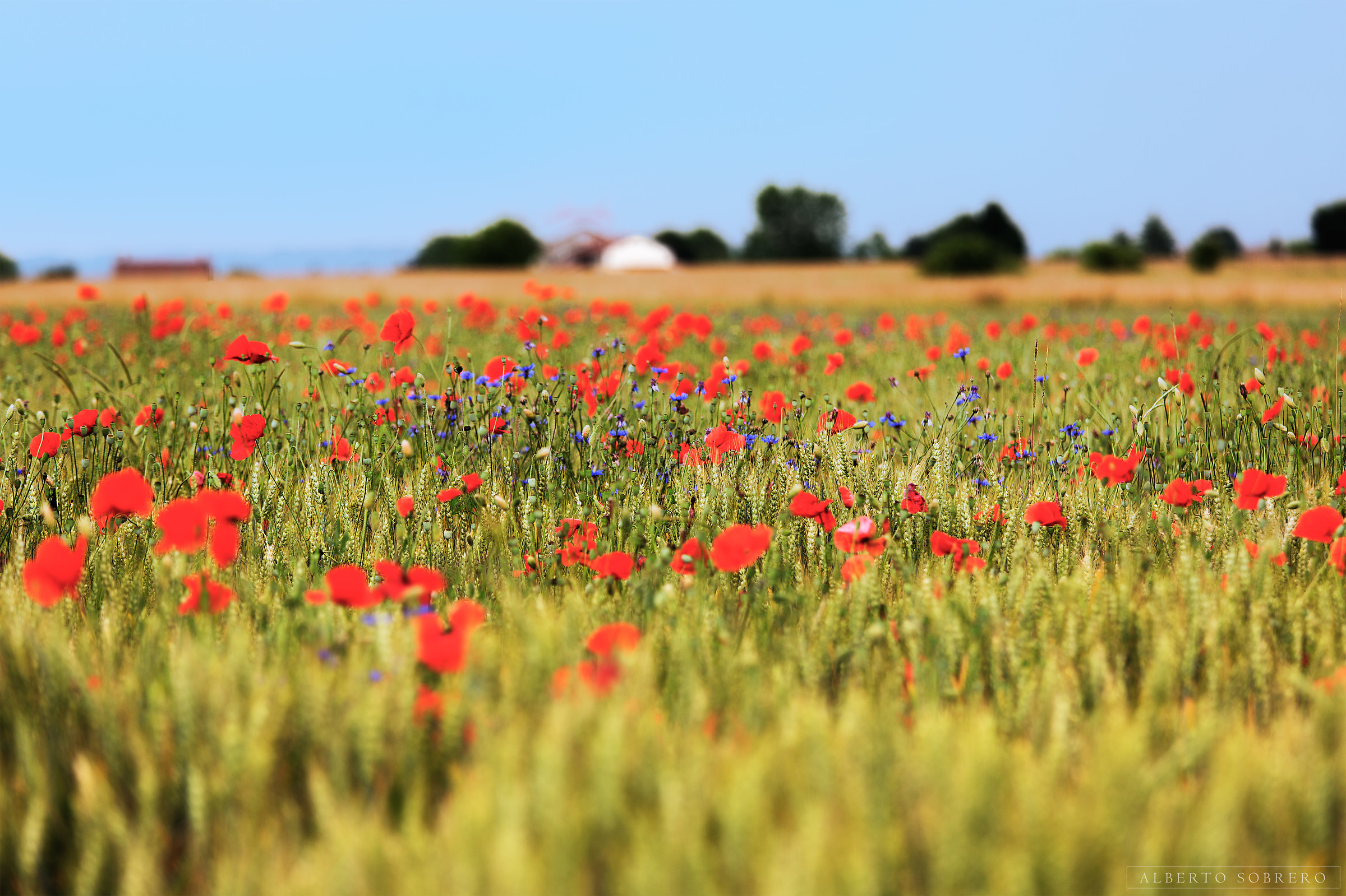 Quando è la natura a dipingere