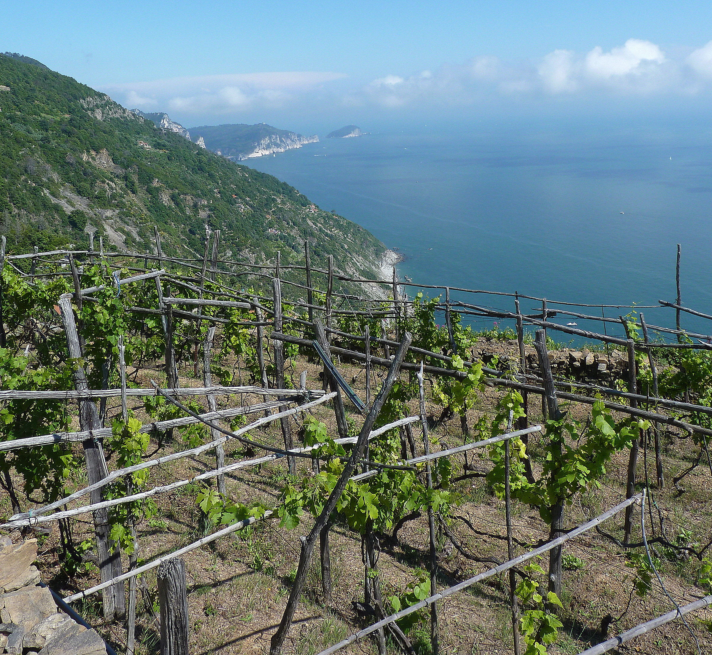 tra i vigneti a Schiara-Liguria