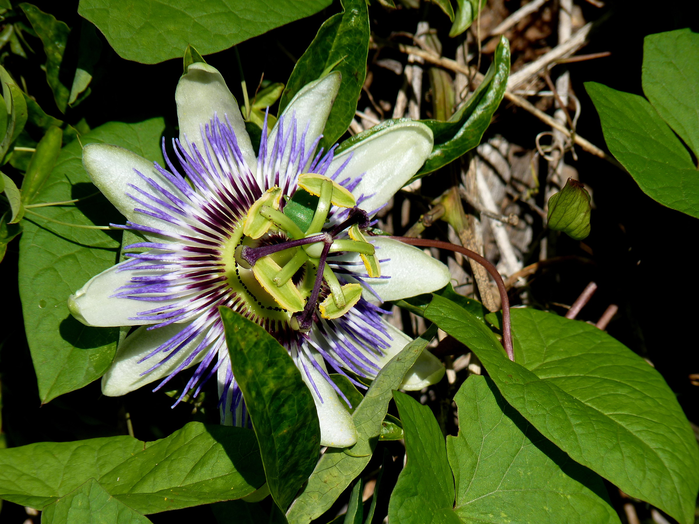 Passiflora caerulea