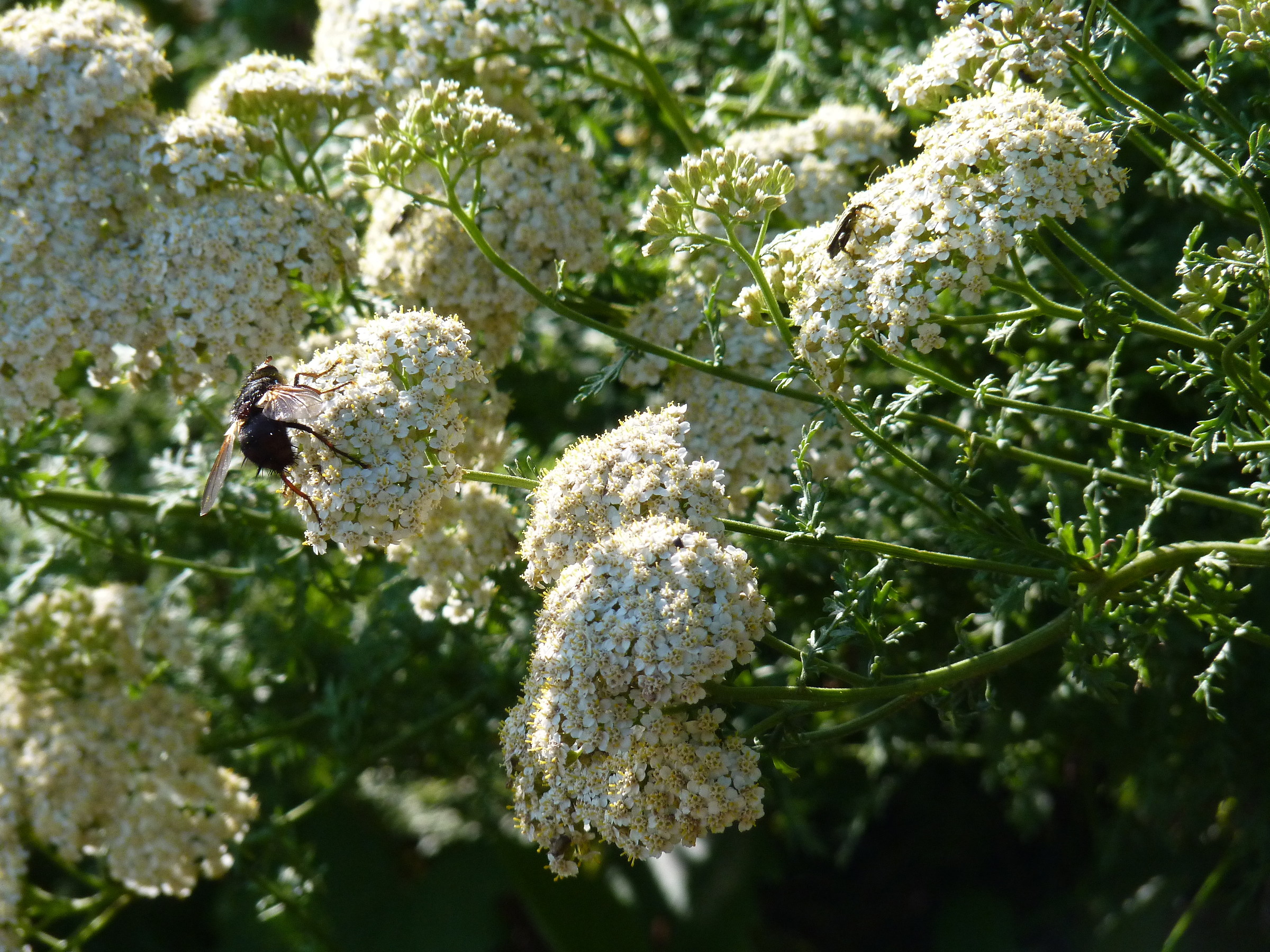 In search of food !!!