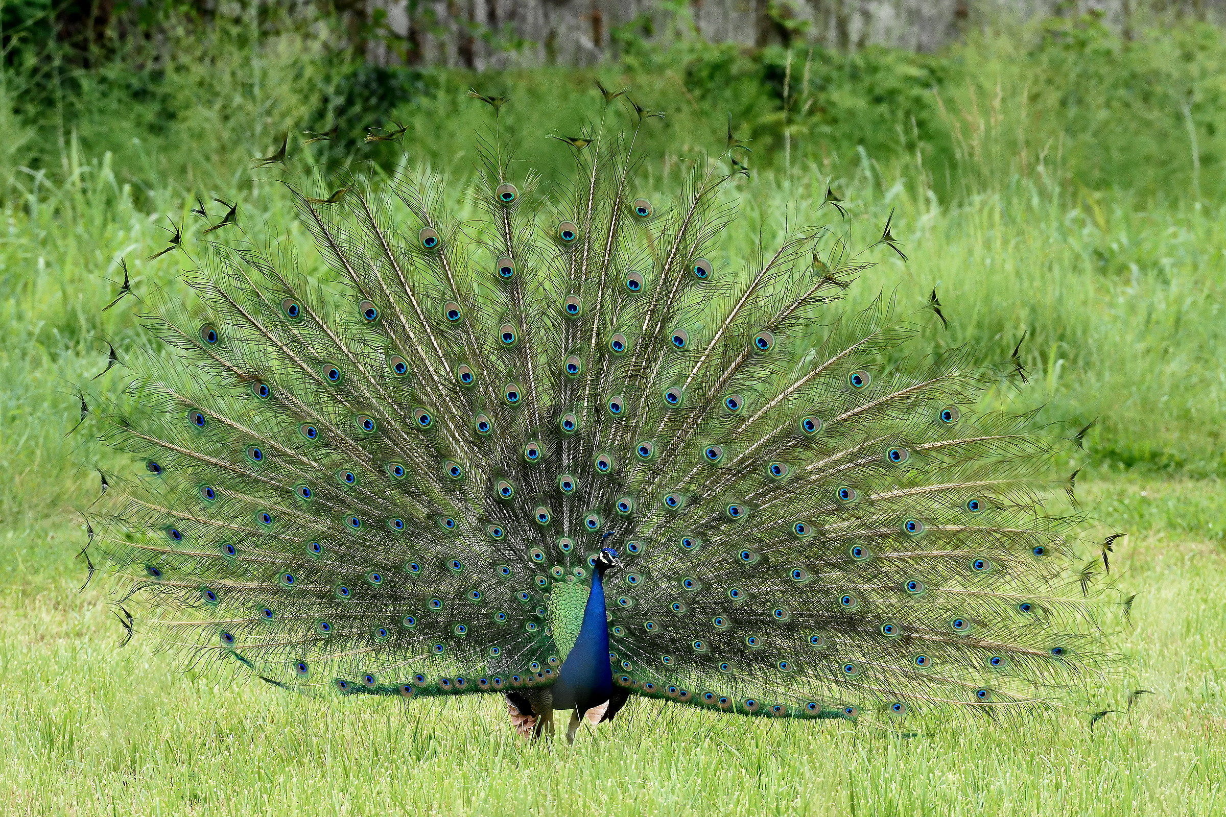 Peacock