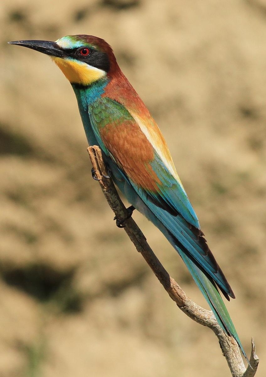 Classic pose .........