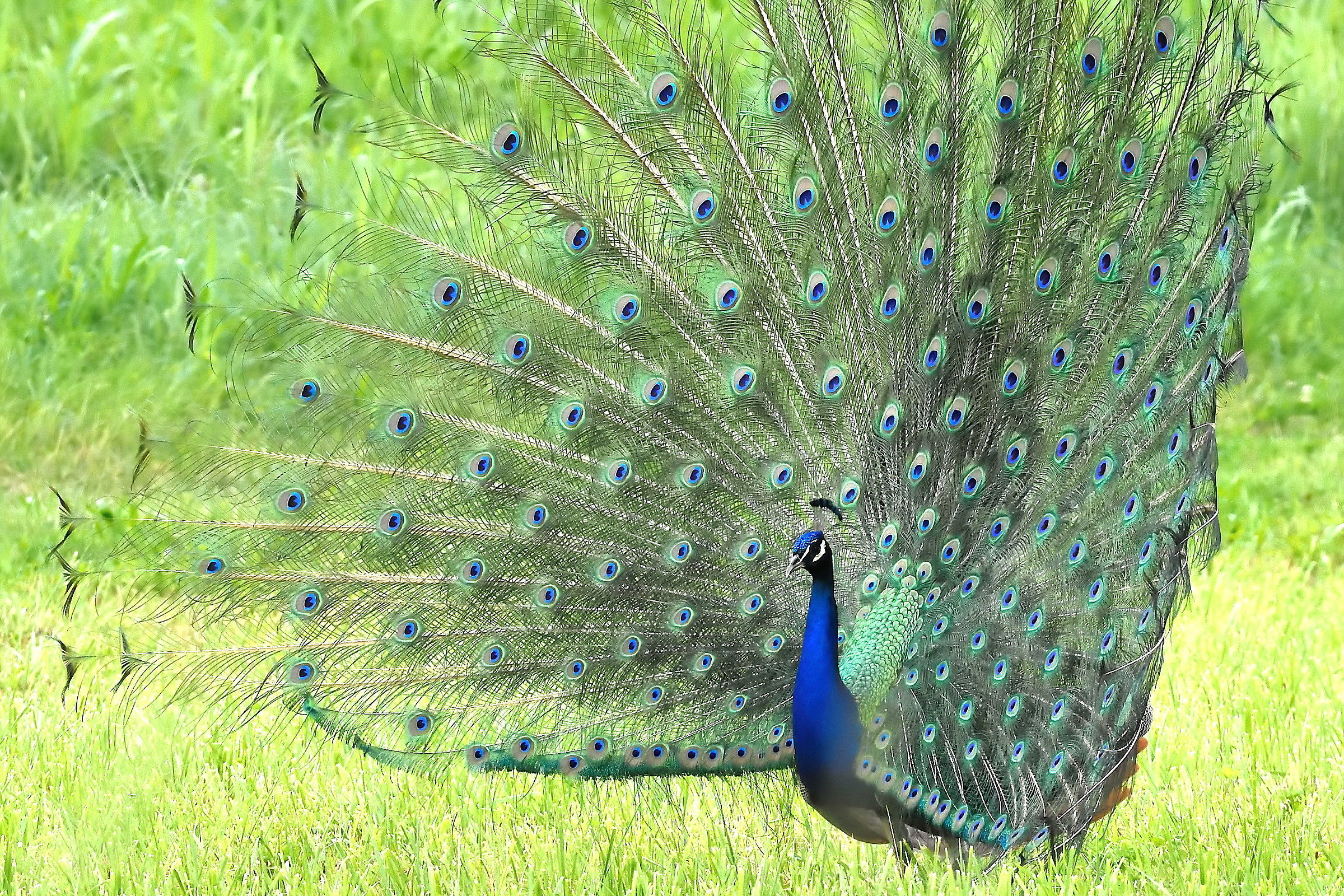 Peacock