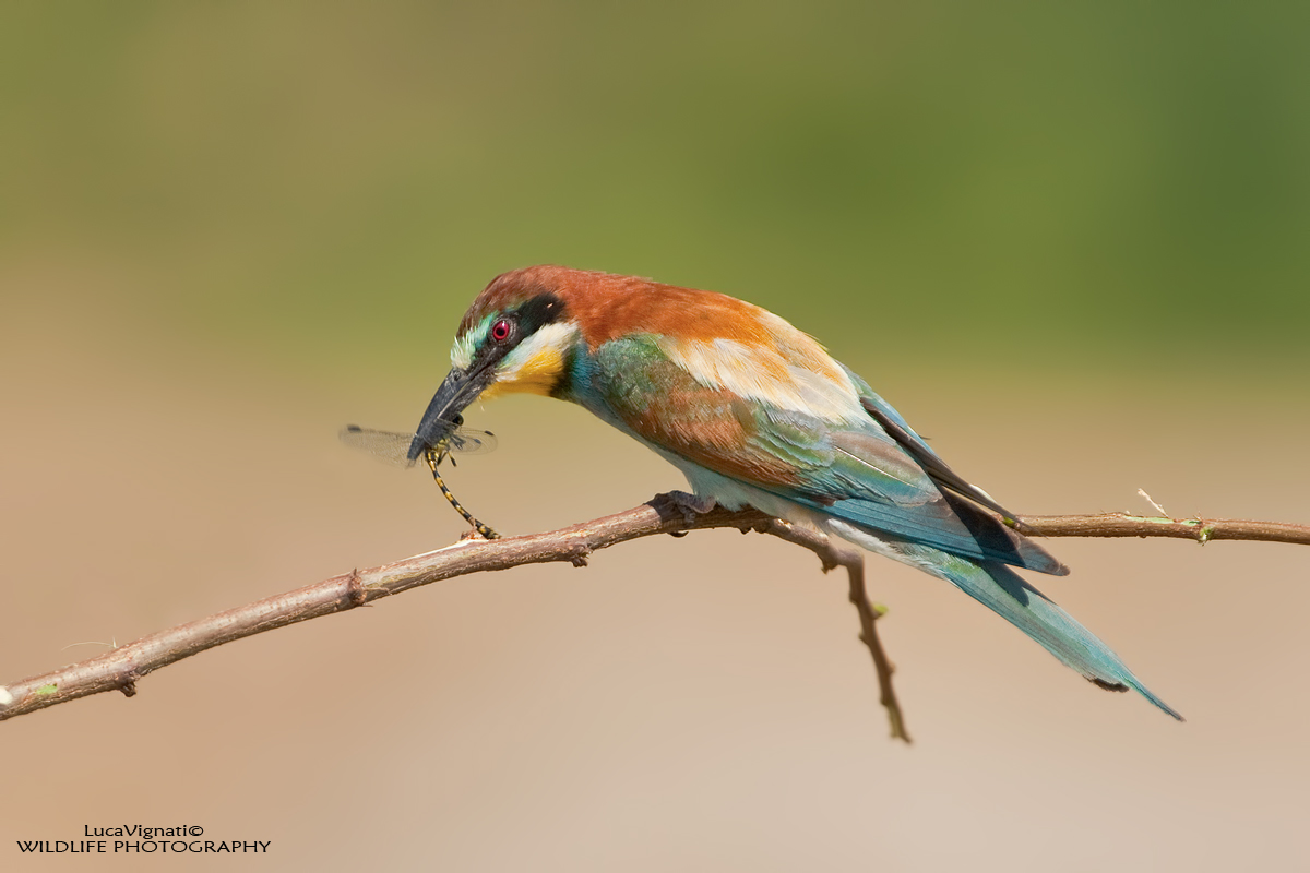 gruccione con libellula