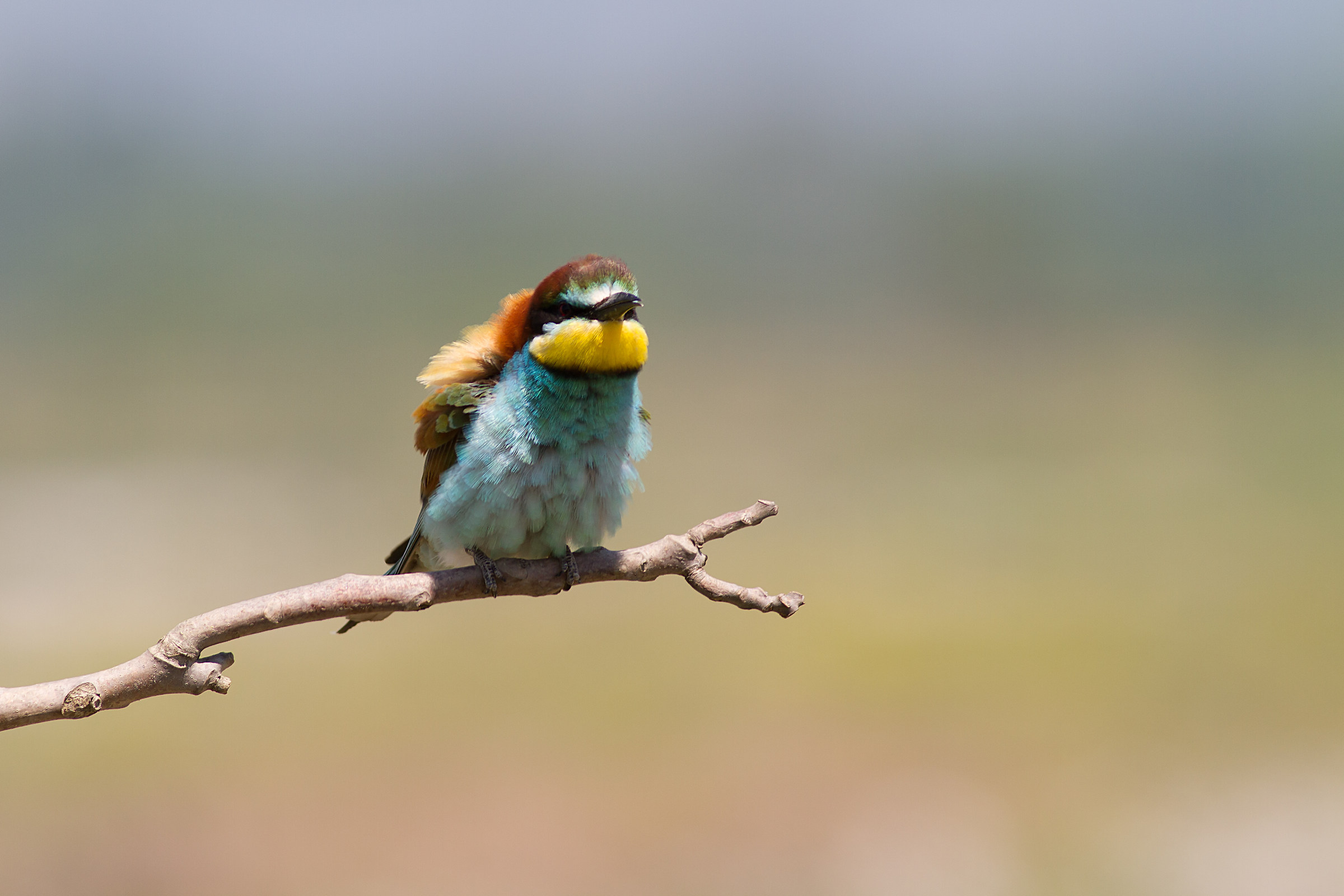 Gruccione - Merops Apiaster