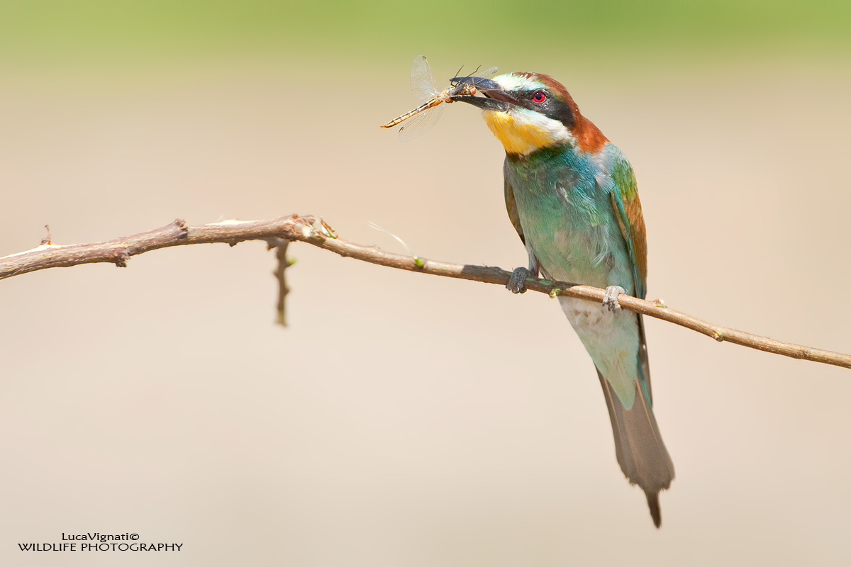 gruccione con libellula