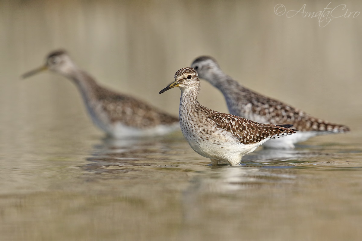 Wood Sandpiper