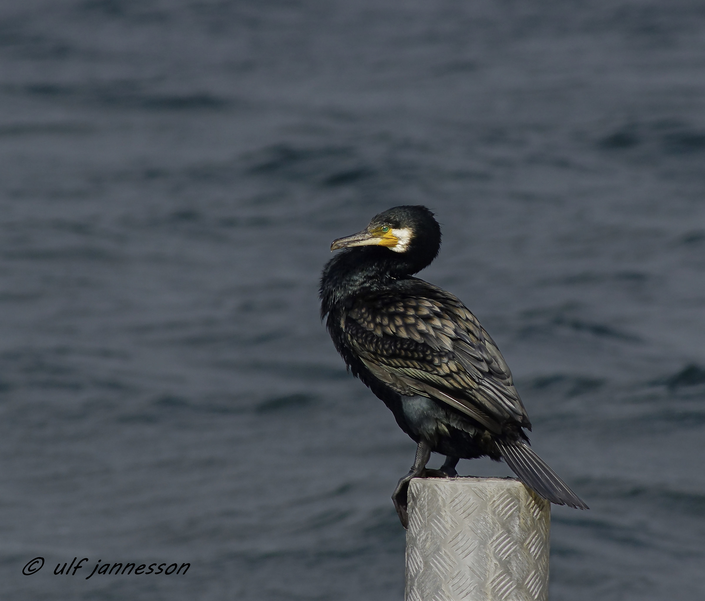 bella Cormorano