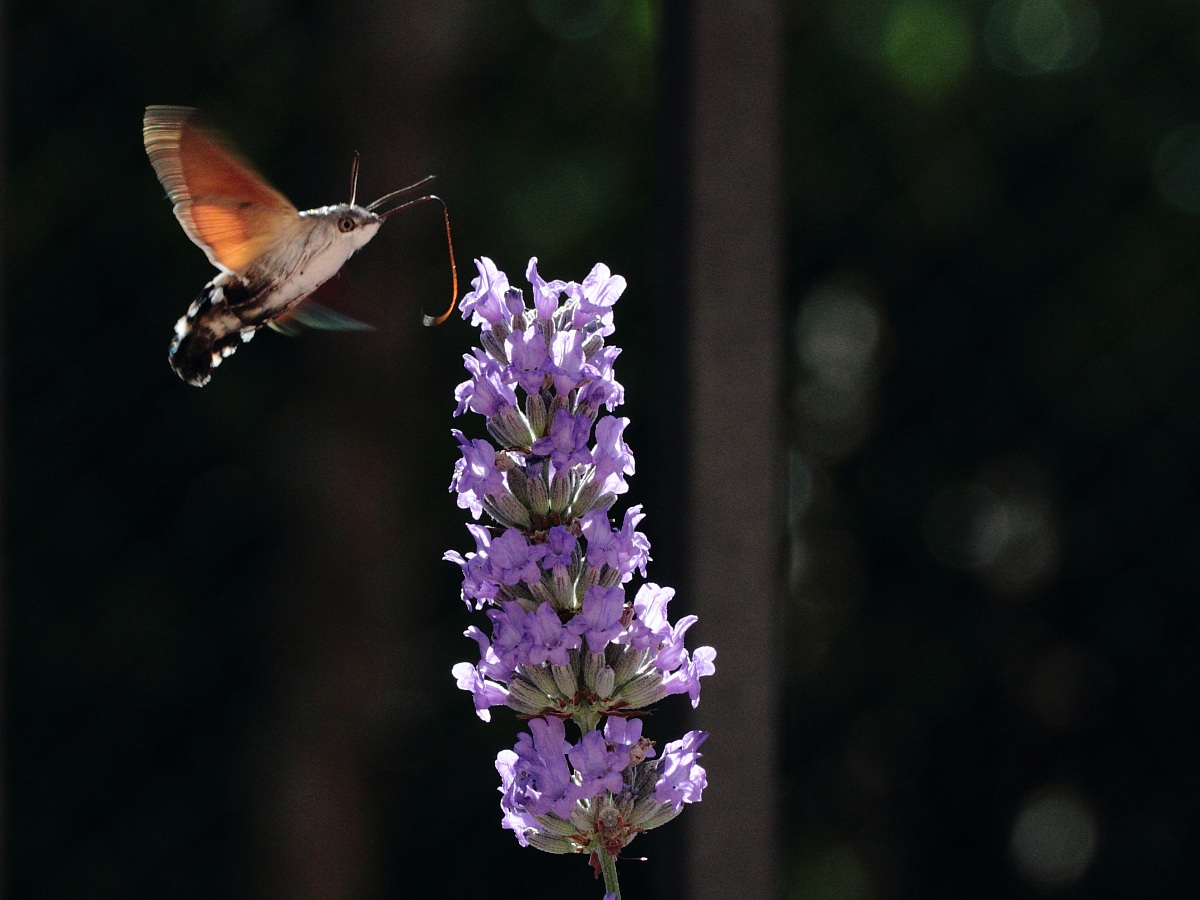 macroglossum