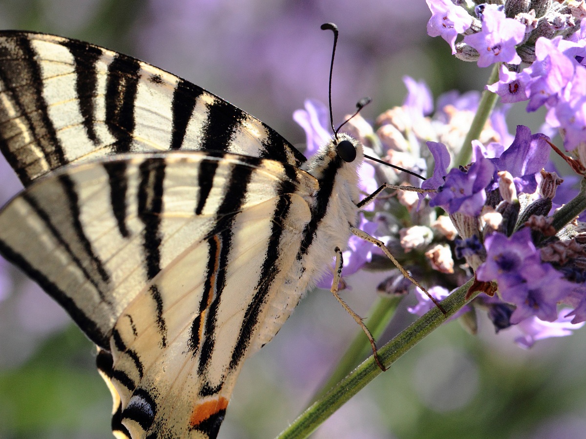 papilio e lavanda