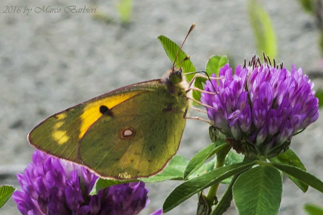 Colias crocea