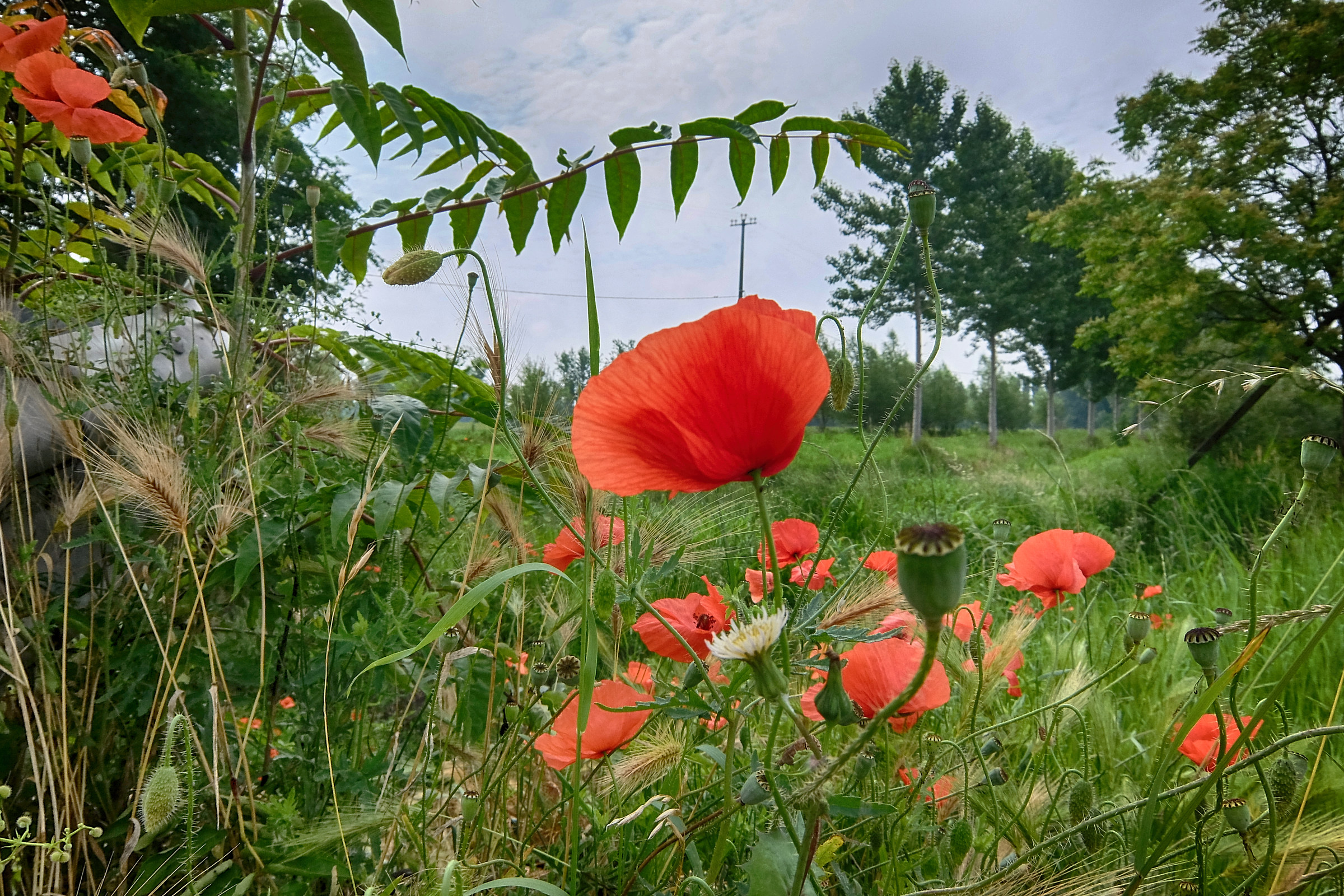 The flowers are certainly happier than we